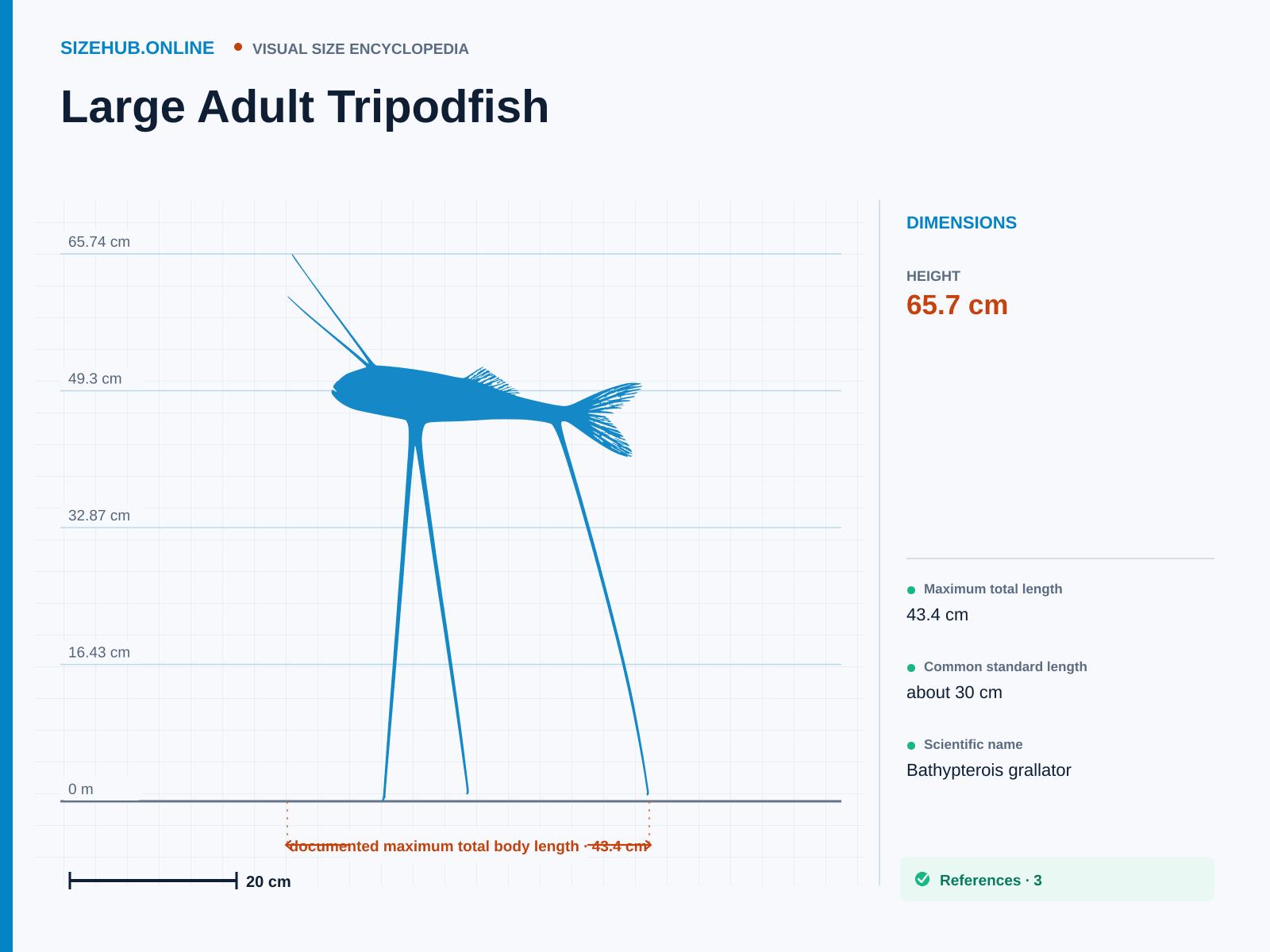 Large Adult Tripodfish: Size infographic · Height 65.7 cm · Length 43.4 cm