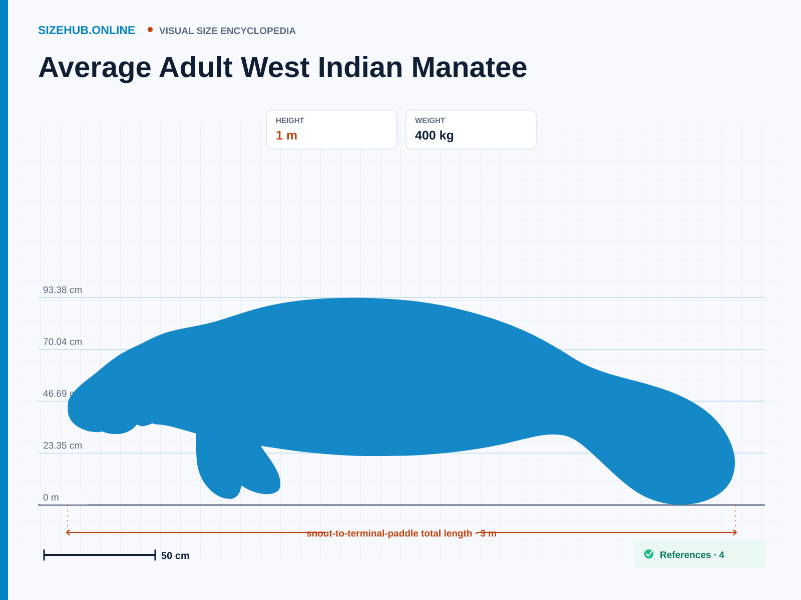 Average Adult West Indian Manatee: Size infographic · Height 1 m · Length 3 m