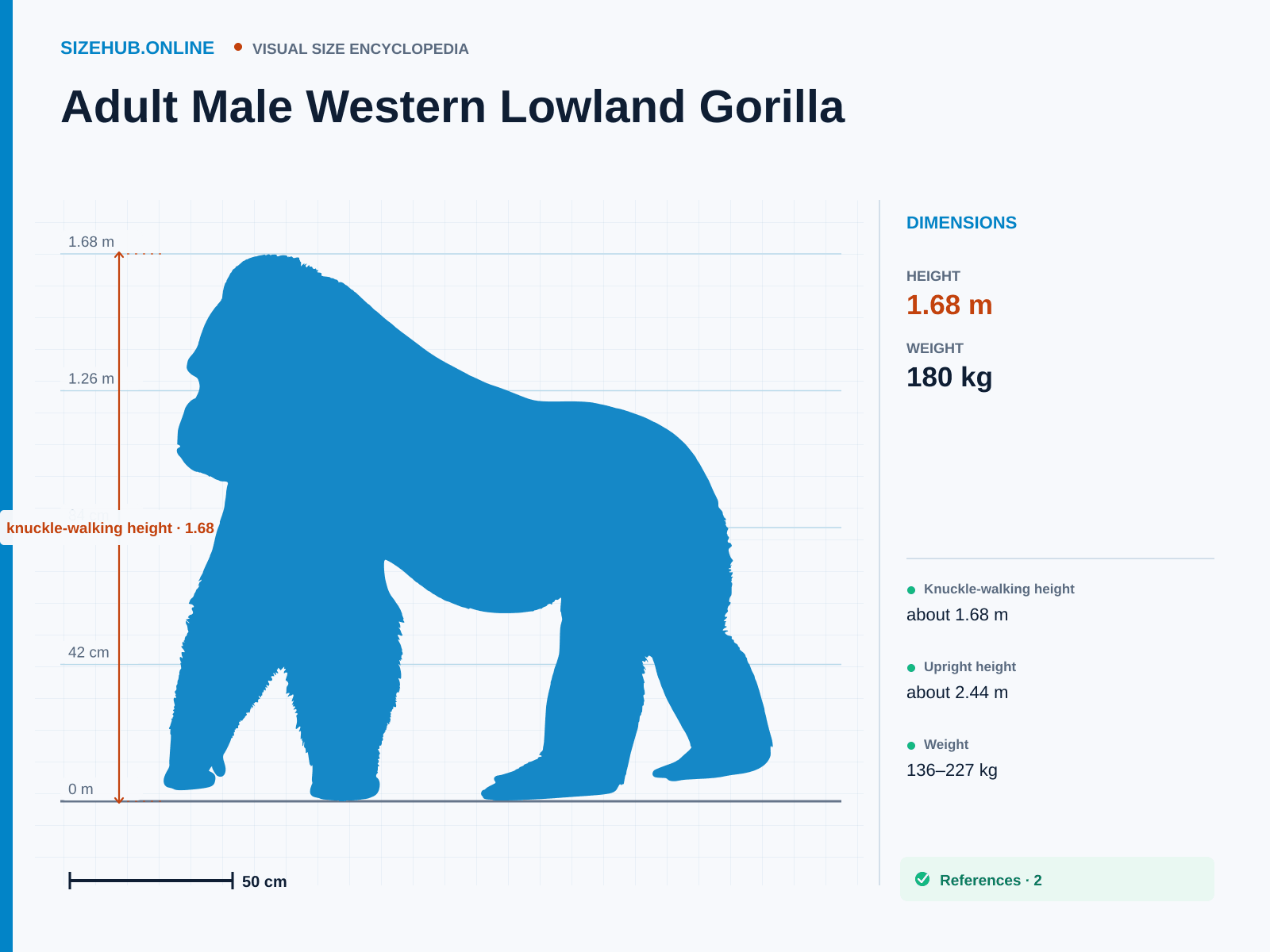 Adult Male Western Lowland Gorilla: Size infographic · Height 1.68 m
