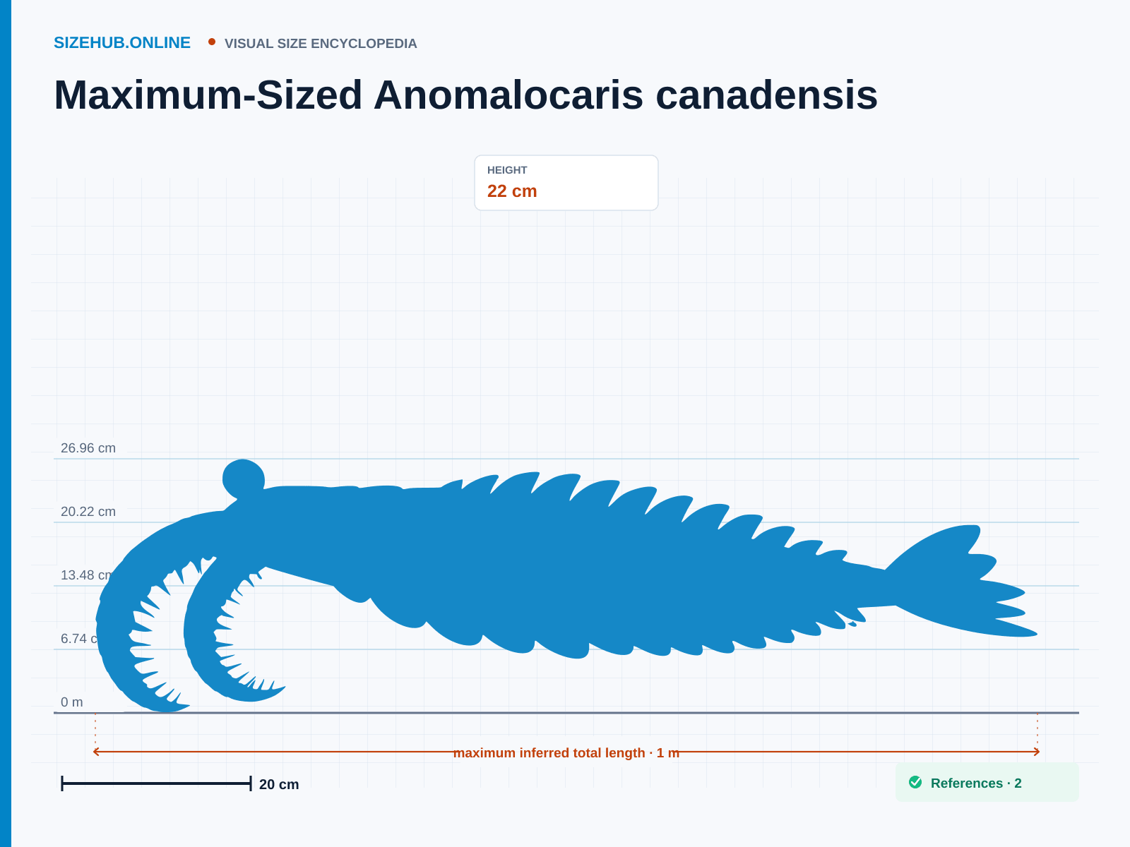 Maximum-Sized Anomalocaris canadensis: Size infographic · Height 22 cm · Length 1 m · Width 32 cm