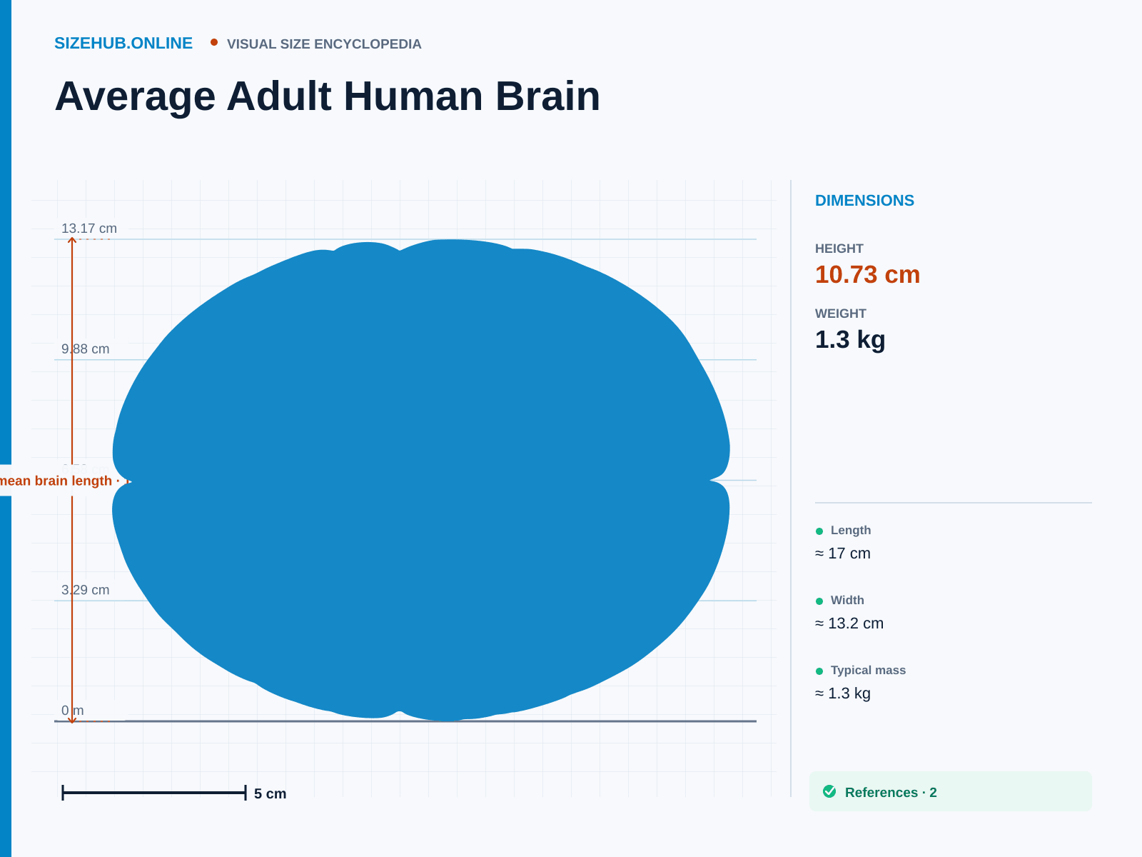 Average Adult Human Brain: Size infographic · Height 10.73 cm · Length 16.99 cm · Width 13.17 cm