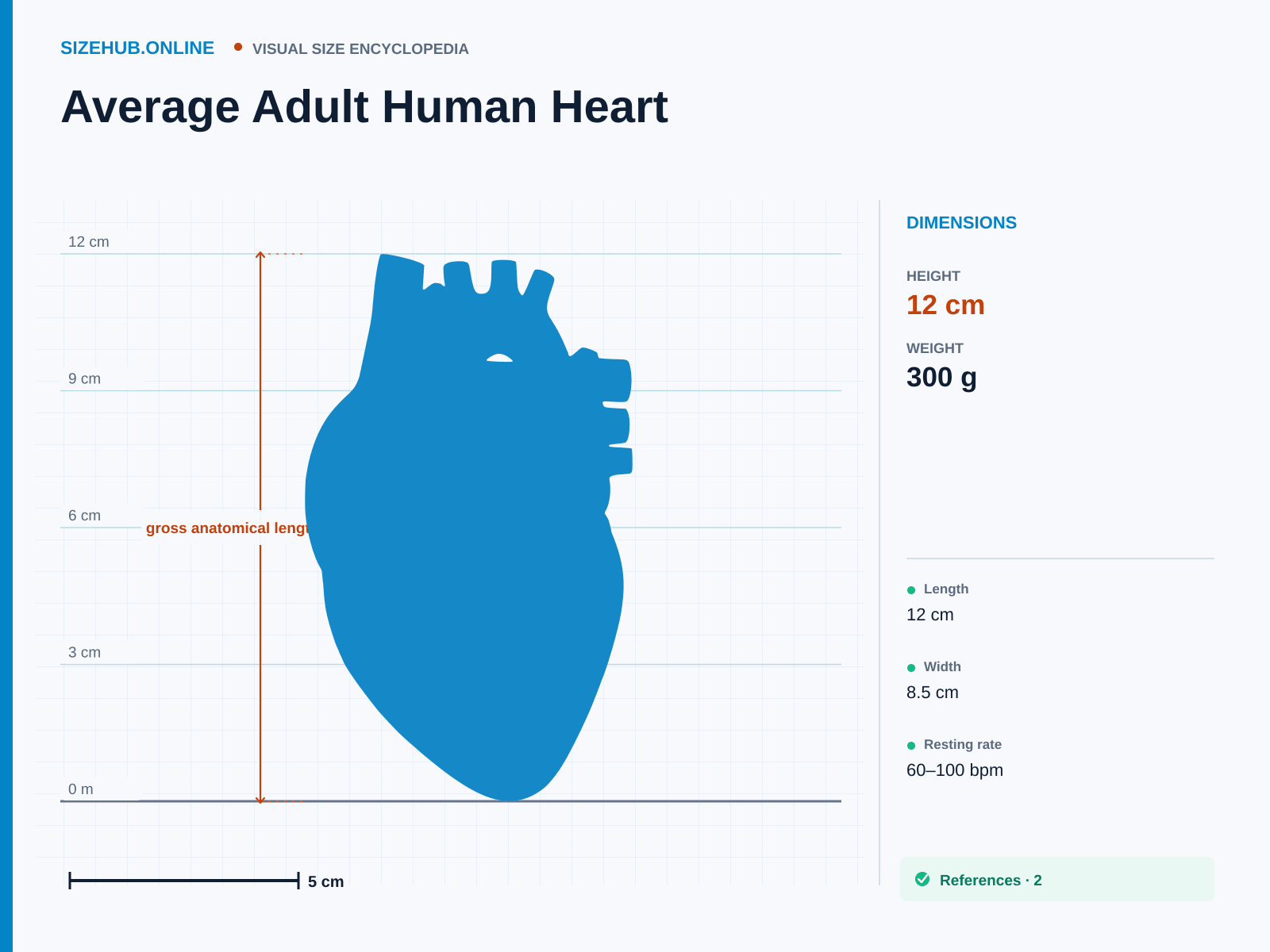 Average Adult Human Heart: Size infographic · Height 12 cm · Length 6 cm · Width 8.5 cm