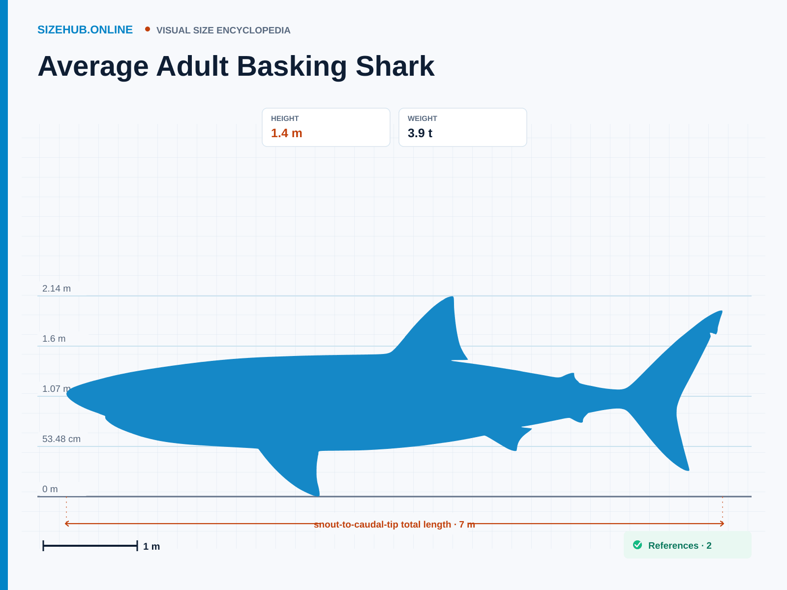 Average Adult Basking Shark: Size infographic · Height 1.4 m · Length 7 m