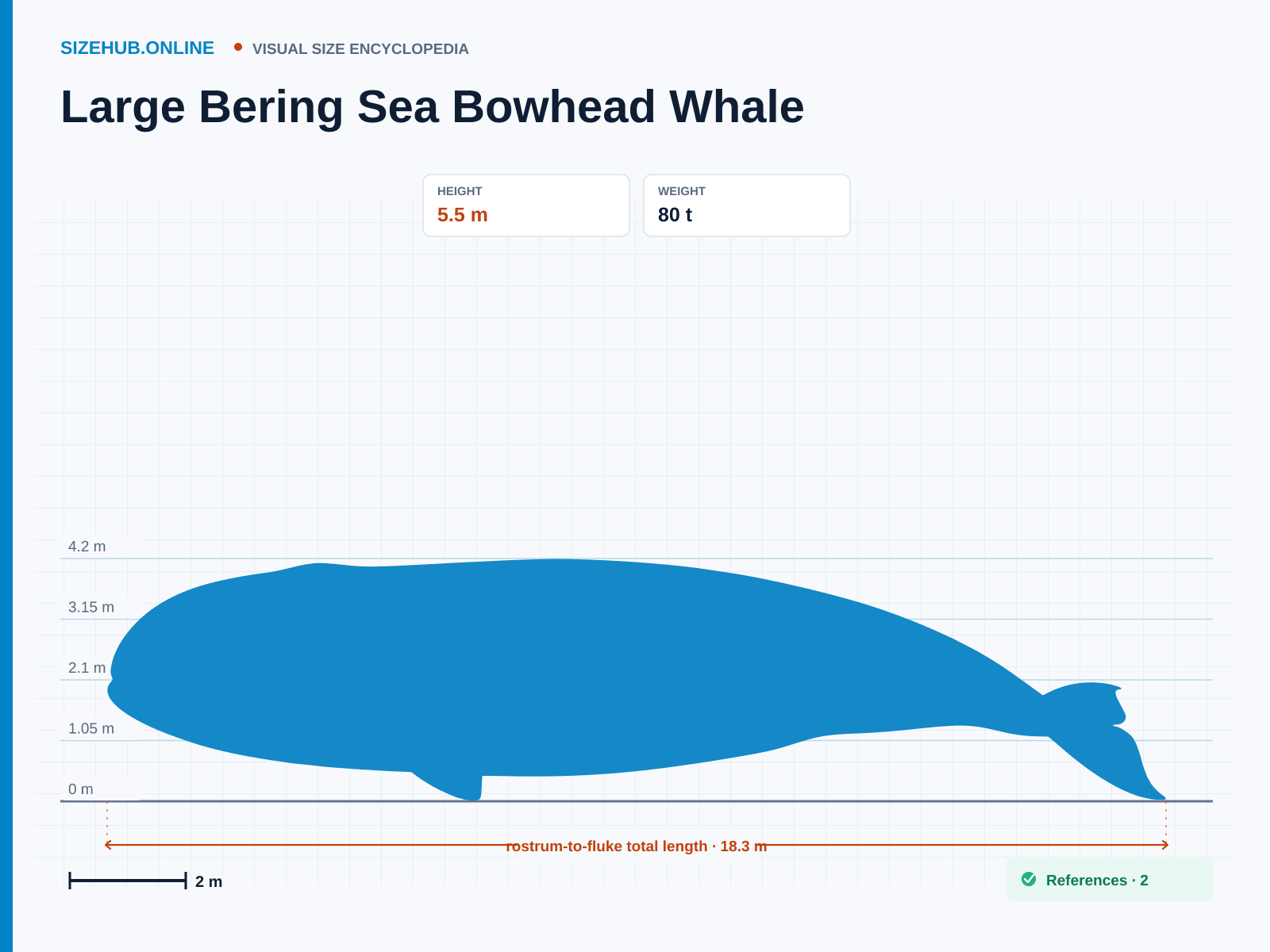 Large Bering Sea Bowhead Whale: Size infographic · Height 5.5 m · Length 18.3 m