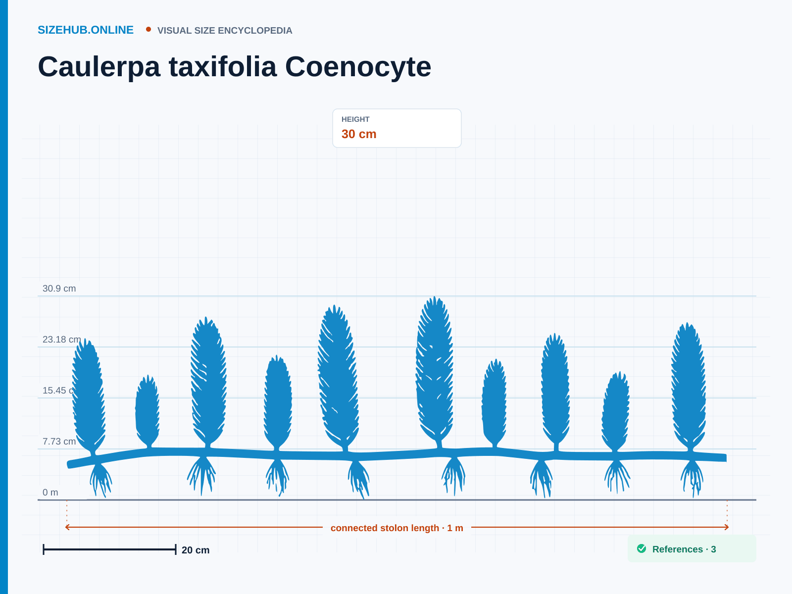 Caulerpa taxifolia Coenocyte: Size infographic · Height 30 cm · Length 1 m · Width 1.3 cm