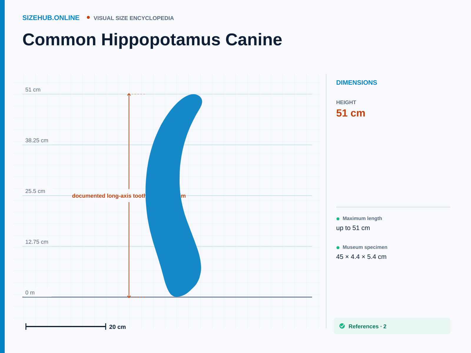 Common Hippopotamus Canine: Size infographic · Height 51 cm · Width 6.1 cm