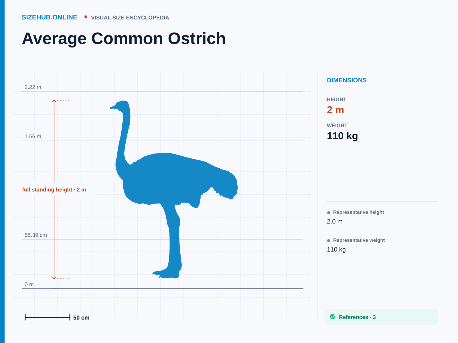 Average Common Ostrich: Size infographic · Height 2 m