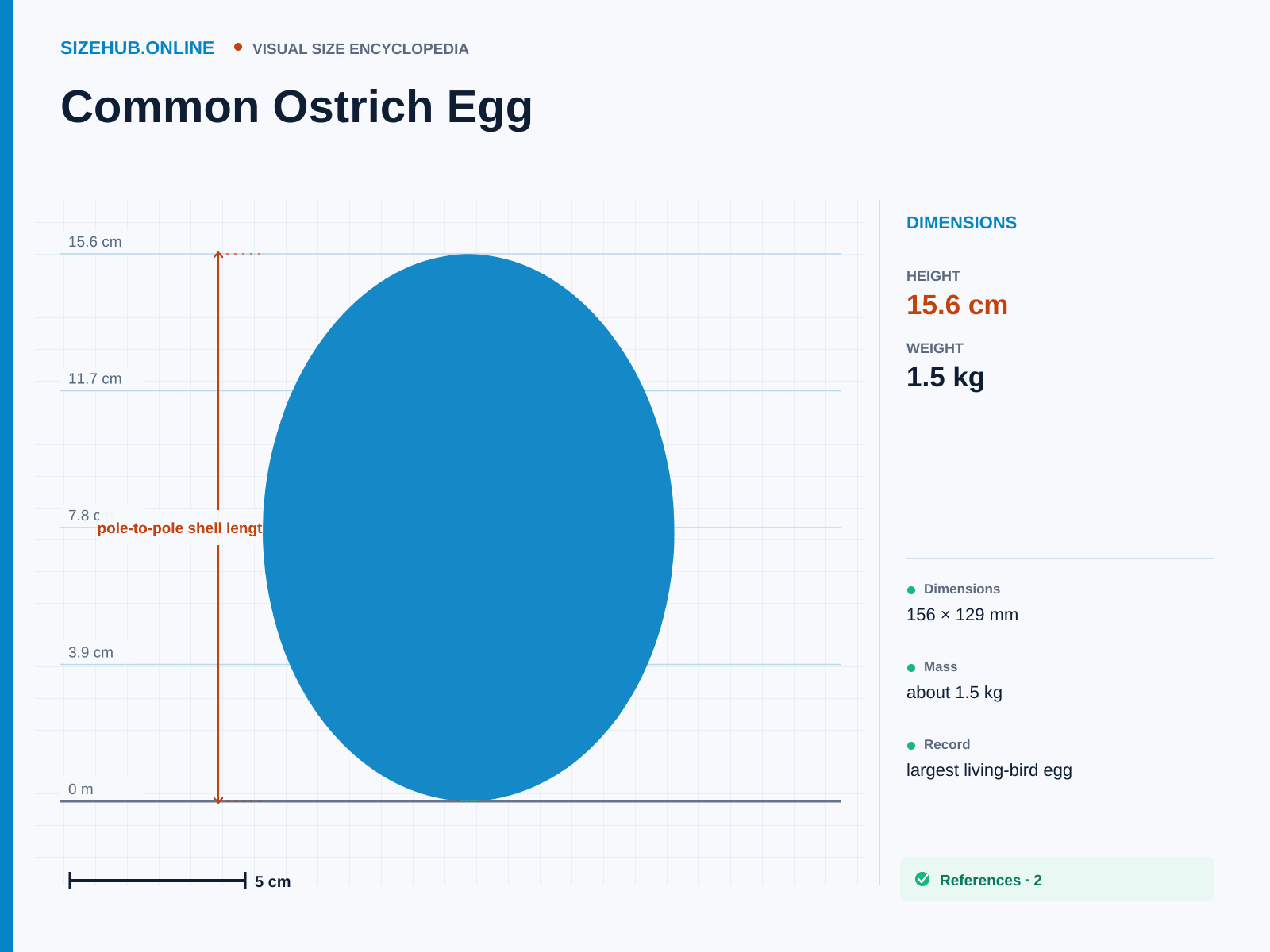 Common Ostrich Egg: Size infographic · Height 15.6 cm · Length 12.9 cm · Width 12.9 cm