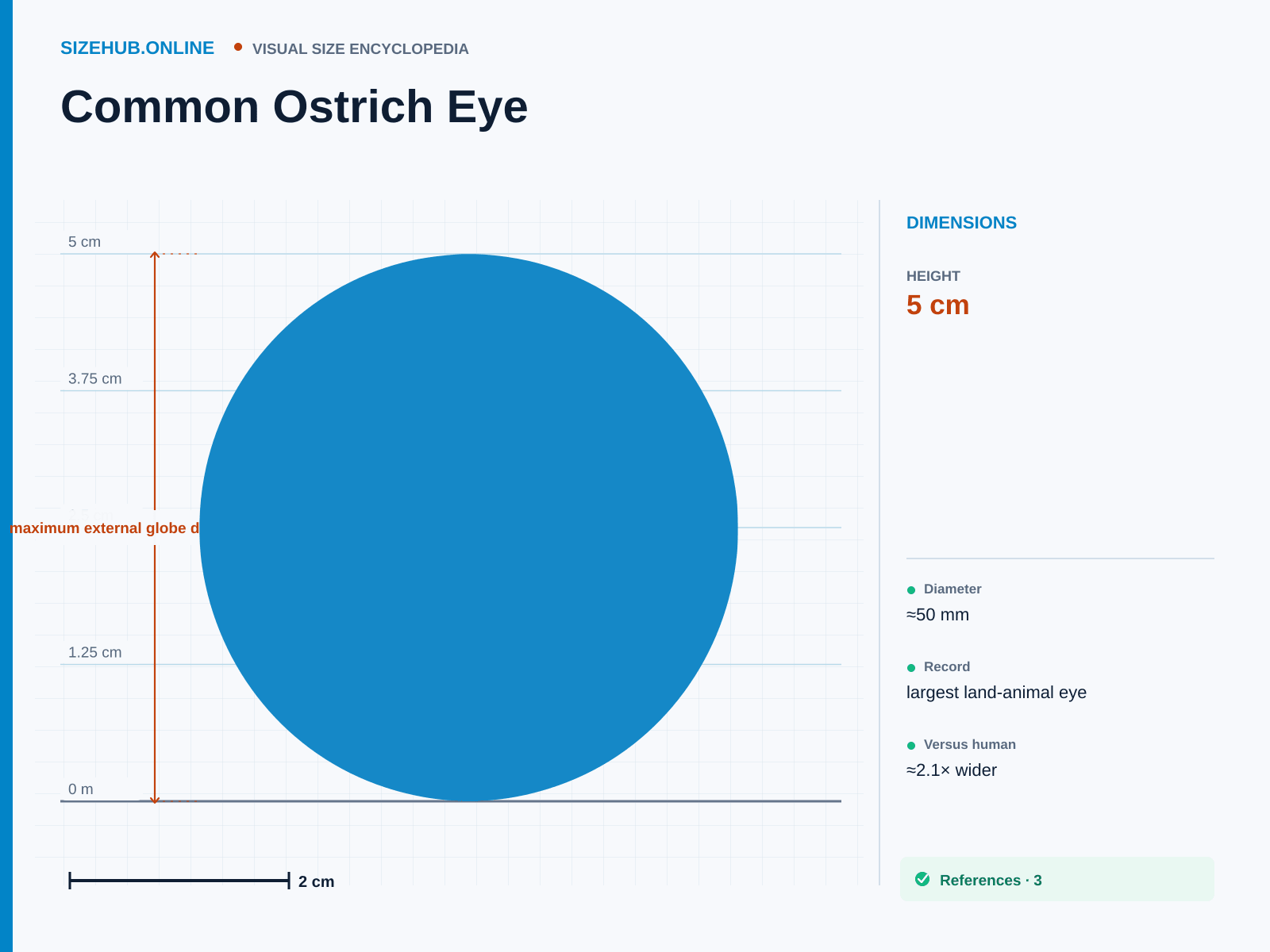 Common Ostrich Eye: Size infographic · Height 5 cm · Length 5 cm · Width 5 cm