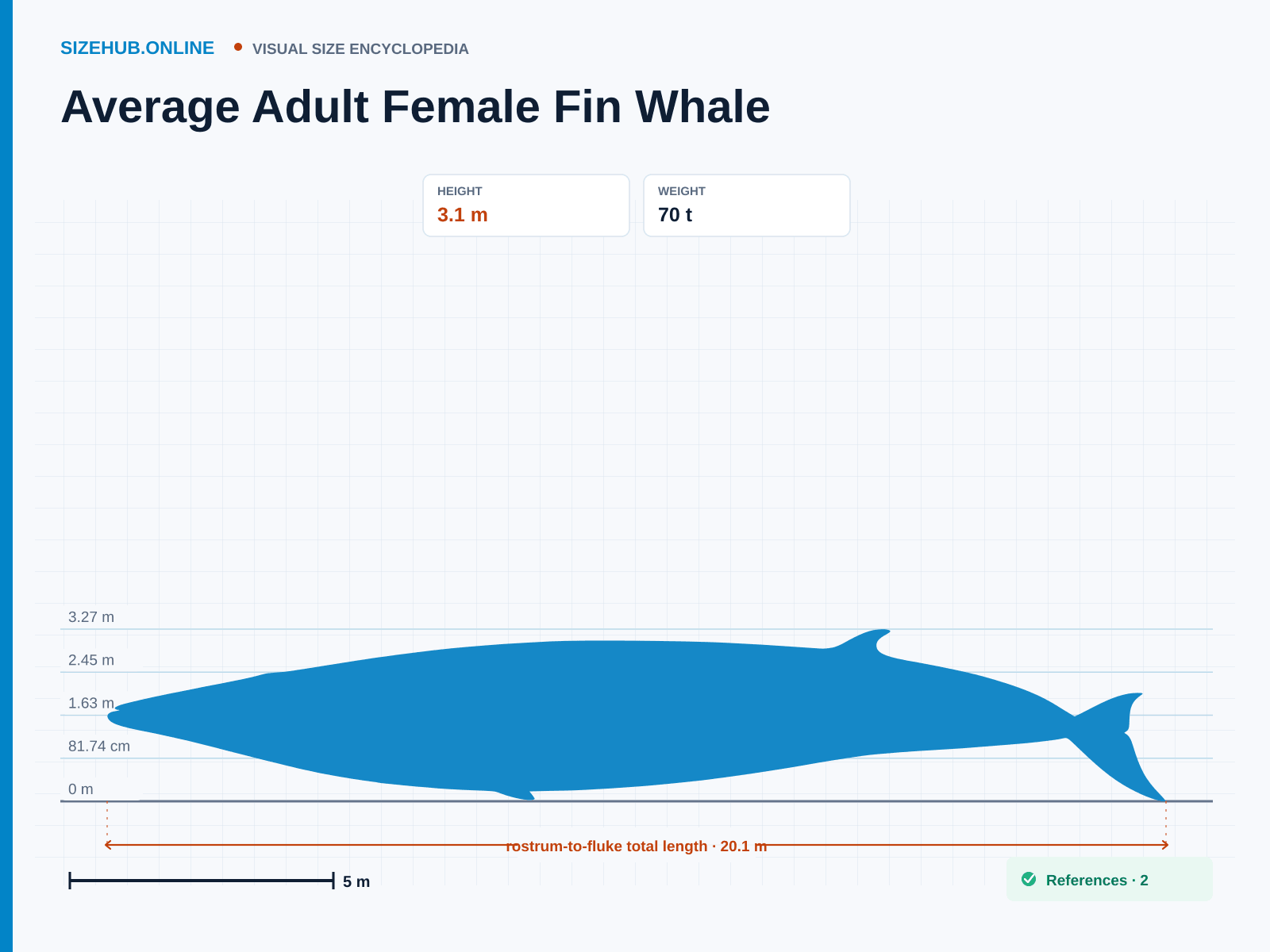 Average Adult Female Fin Whale: Size infographic · Height 3.1 m · Length 20.1 m