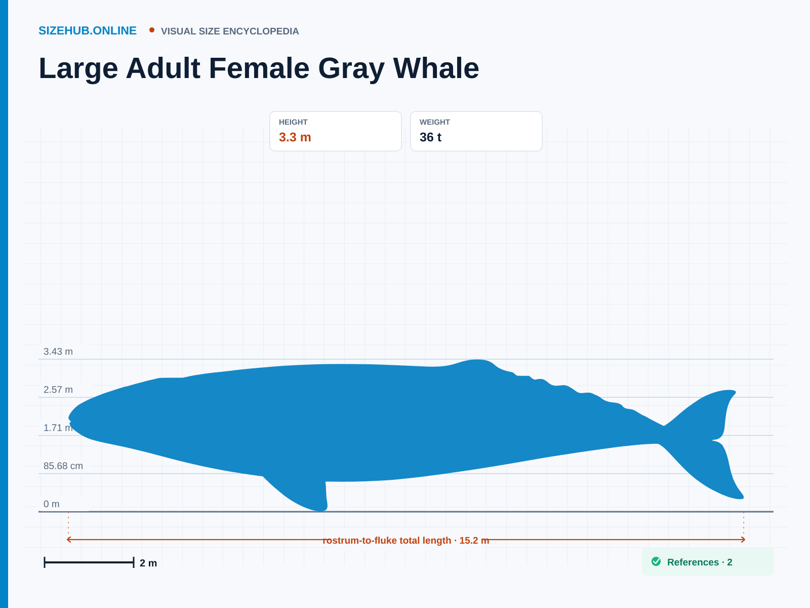 Large Adult Female Gray Whale: Size infographic · Height 3.3 m · Length 15.2 m