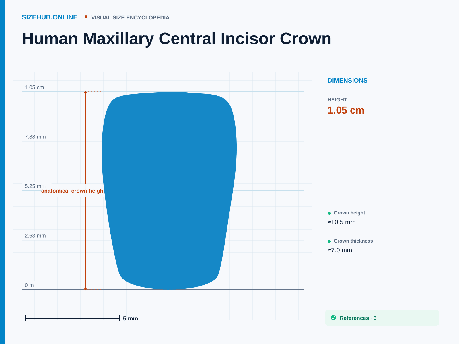 Human Maxillary Central Incisor Crown: Size infographic · Height 1.05 cm · Length 7 mm · Width 8.5 mm