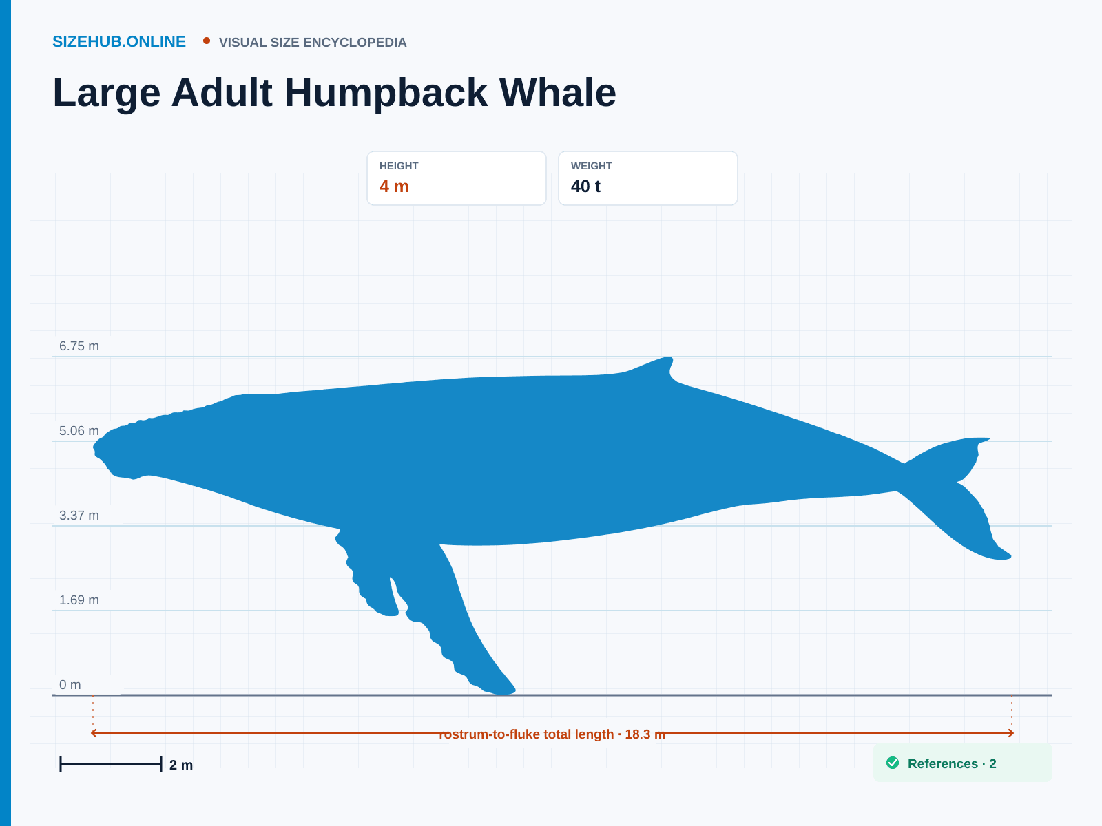 Large Adult Humpback Whale: Size infographic · Height 4 m · Length 18.3 m