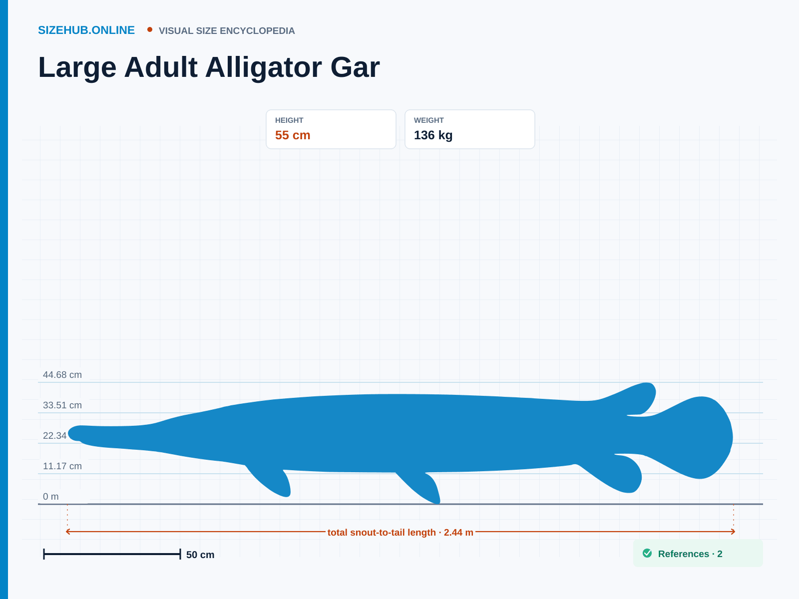 Large Adult Alligator Gar: Size infographic · Height 55 cm · Length 2.44 m
