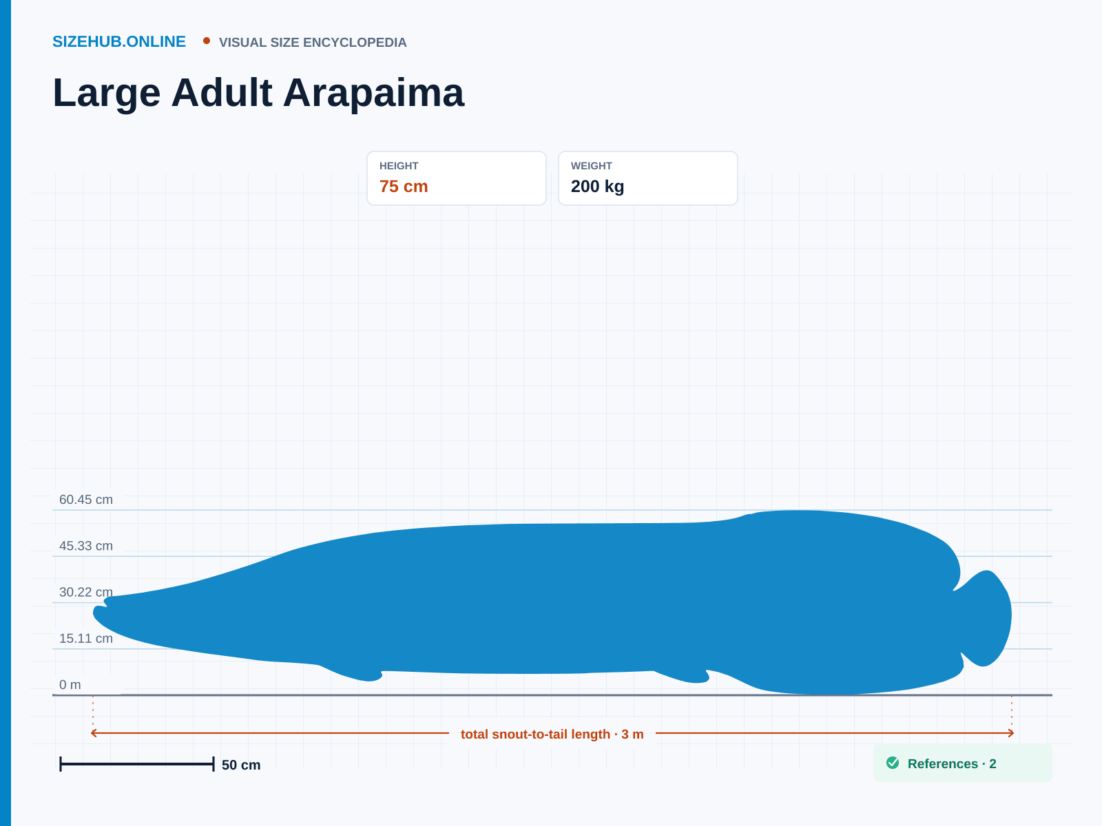 Large Adult Arapaima: Size infographic · Height 75 cm · Length 3 m