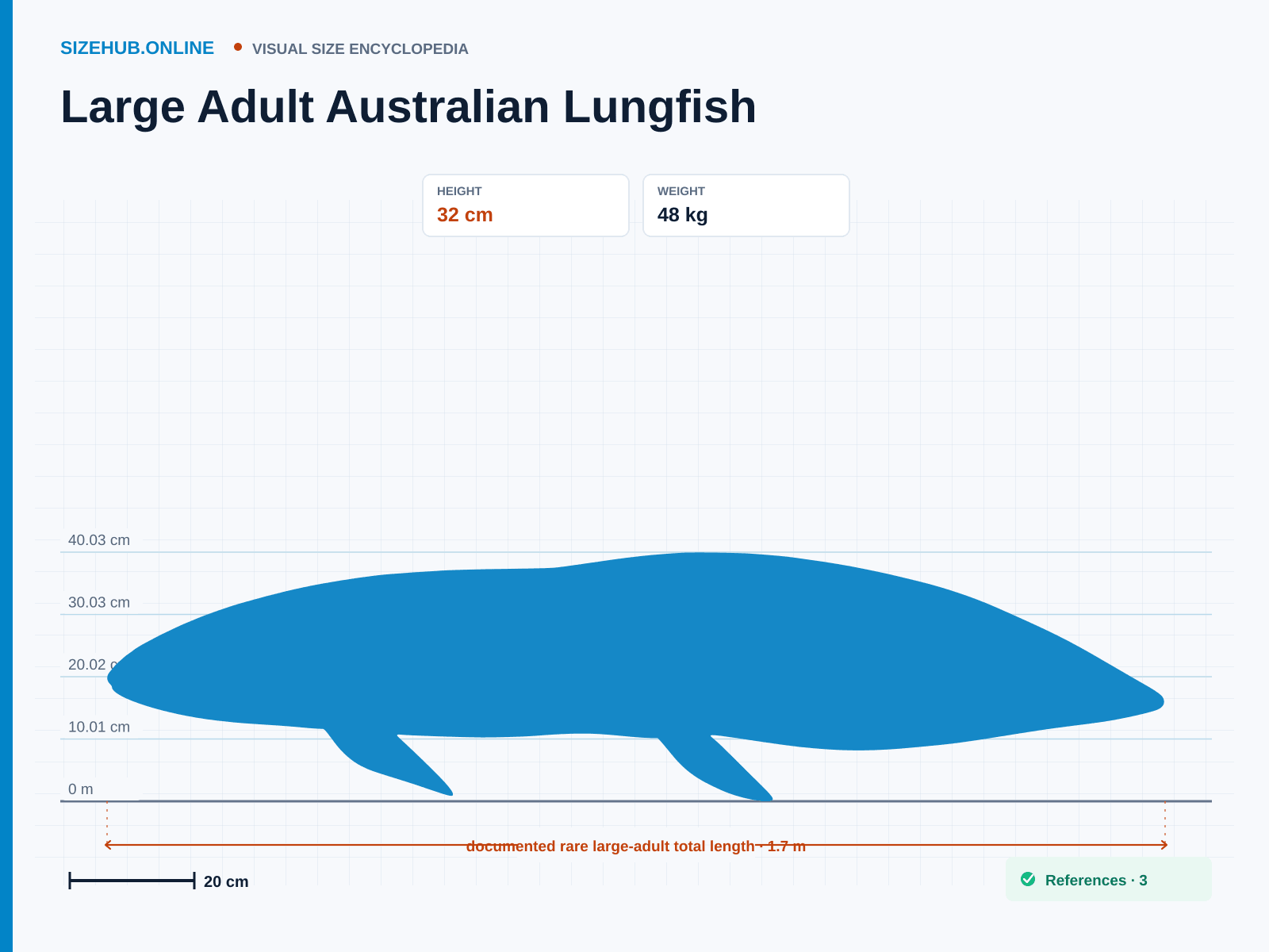 Large Adult Australian Lungfish: Size infographic · Height 32 cm · Length 1.7 m