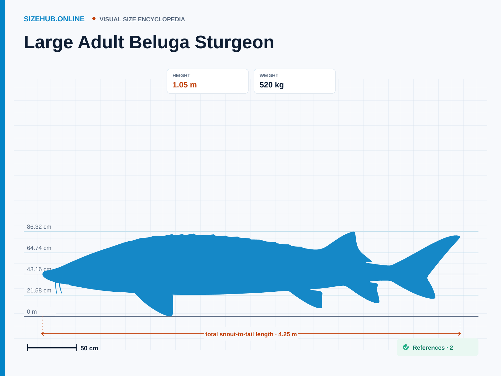 Large Adult Beluga Sturgeon: Size infographic · Height 1.05 m · Length 4.25 m