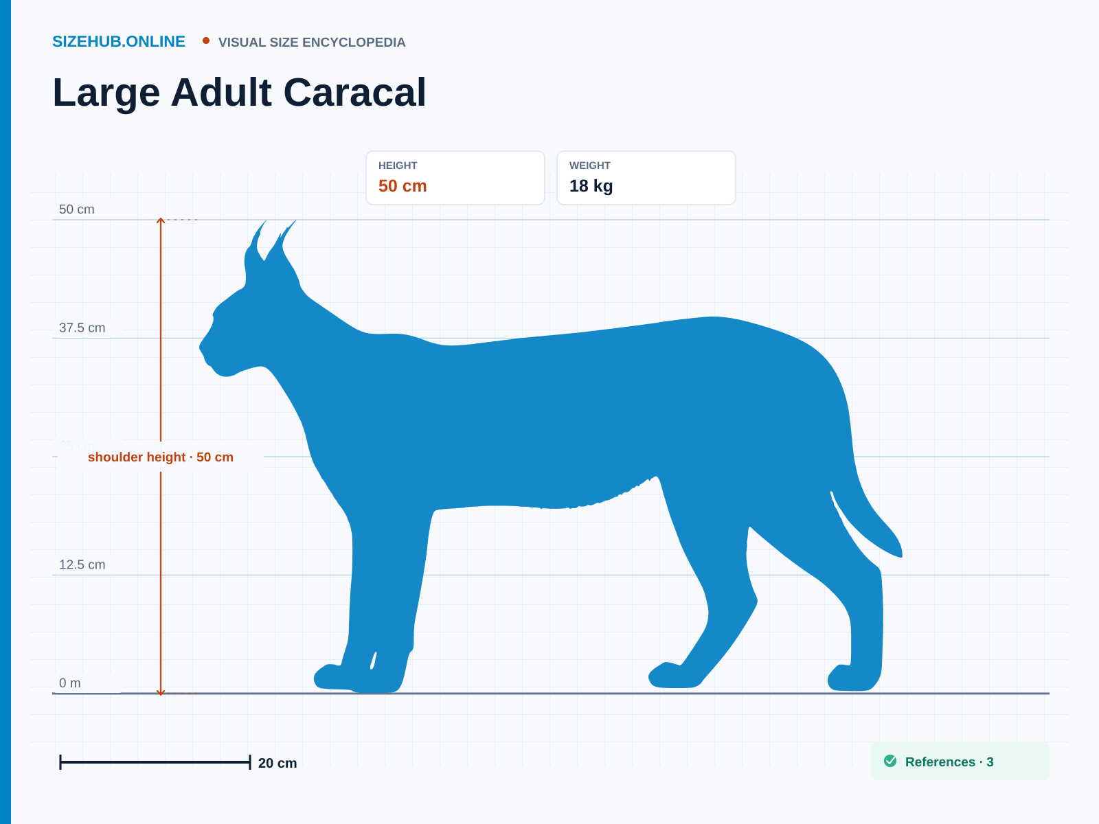 Large Adult Caracal: Size infographic · Height 50 cm · Length 1.34 m
