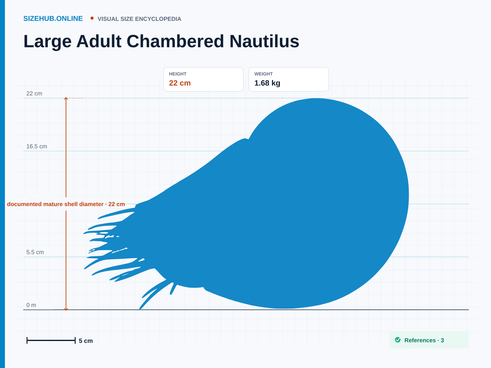Large Adult Chambered Nautilus: Size infographic · Height 22 cm · Length 30 cm
