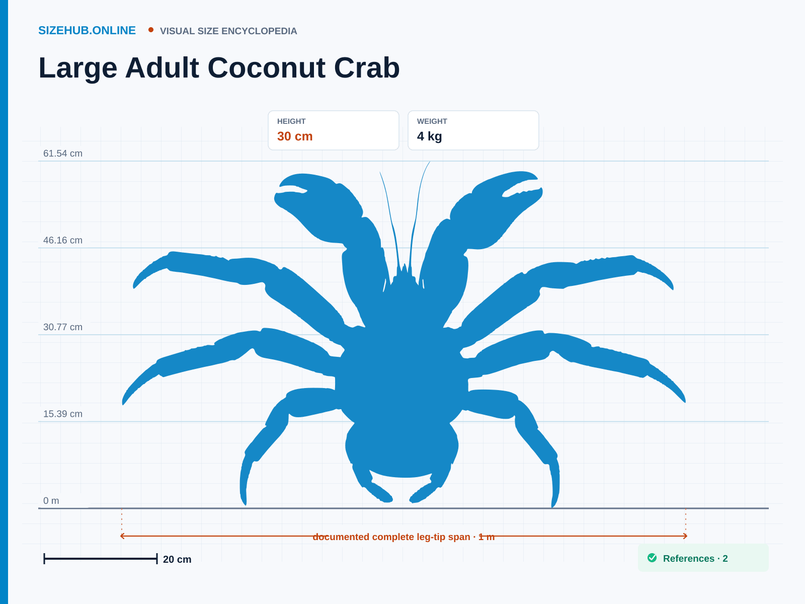 Large Adult Coconut Crab: Size infographic · Height 30 cm · Length 65 cm · Width 1 m