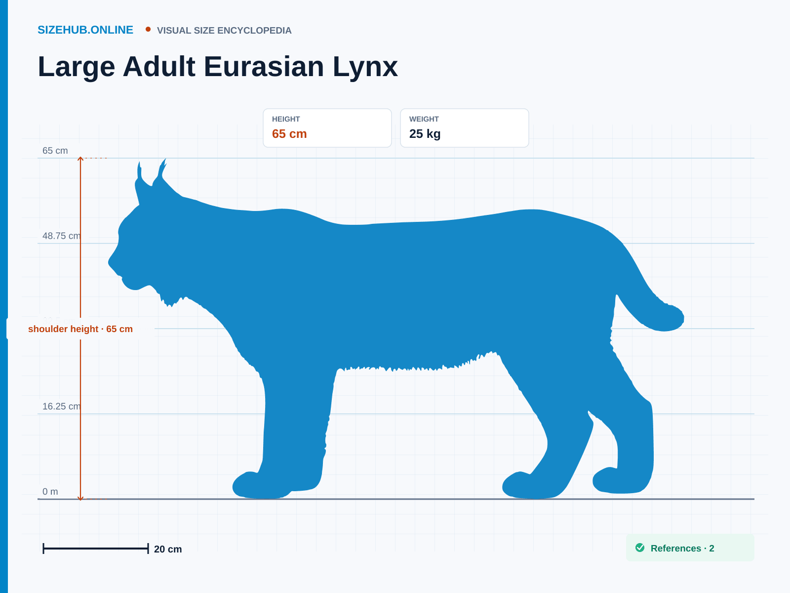 Large Adult Eurasian Lynx: Size infographic · Height 65 cm · Length 1.43 m