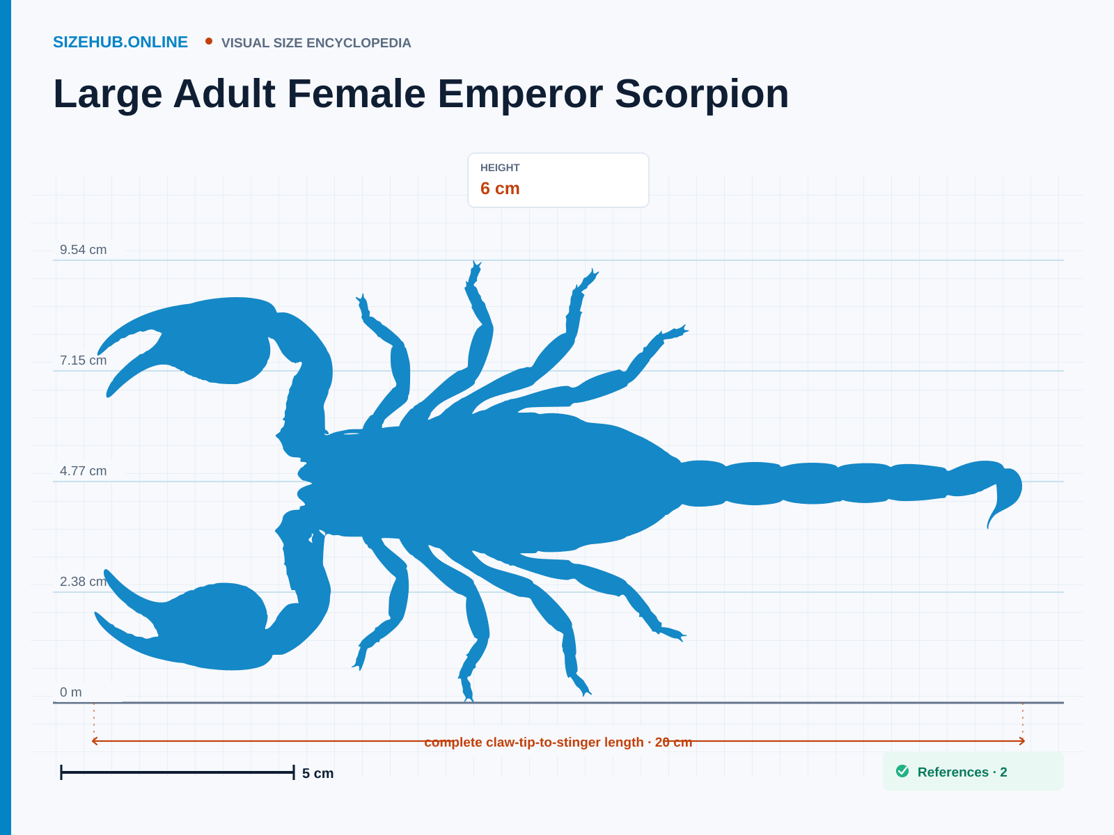 Large Adult Female Emperor Scorpion: Size infographic · Height 6 cm · Length 20 cm · Width 13 cm