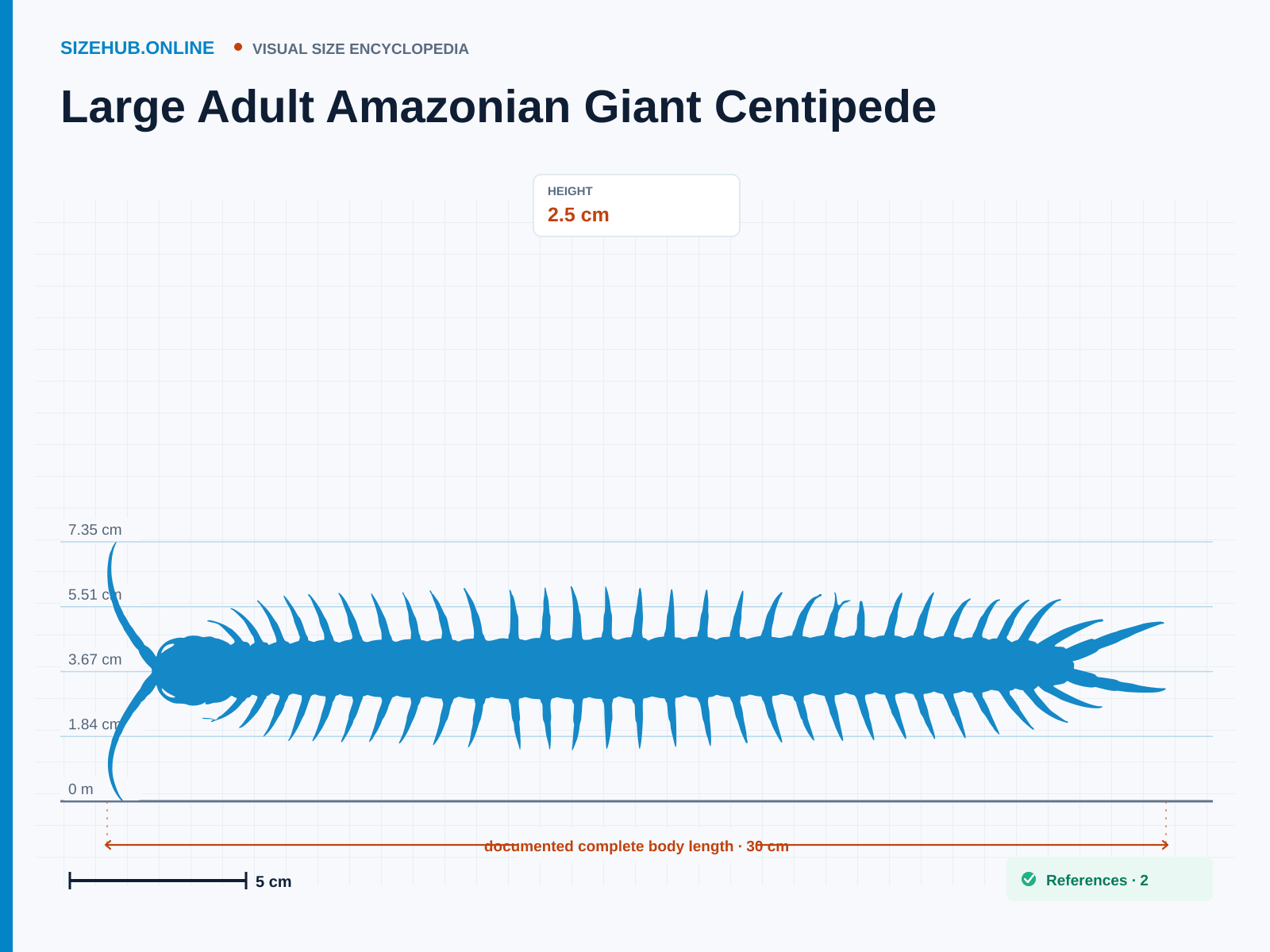 Large Adult Amazonian Giant Centipede: Size infographic · Height 2.5 cm · Length 30 cm · Width 6.5 cm