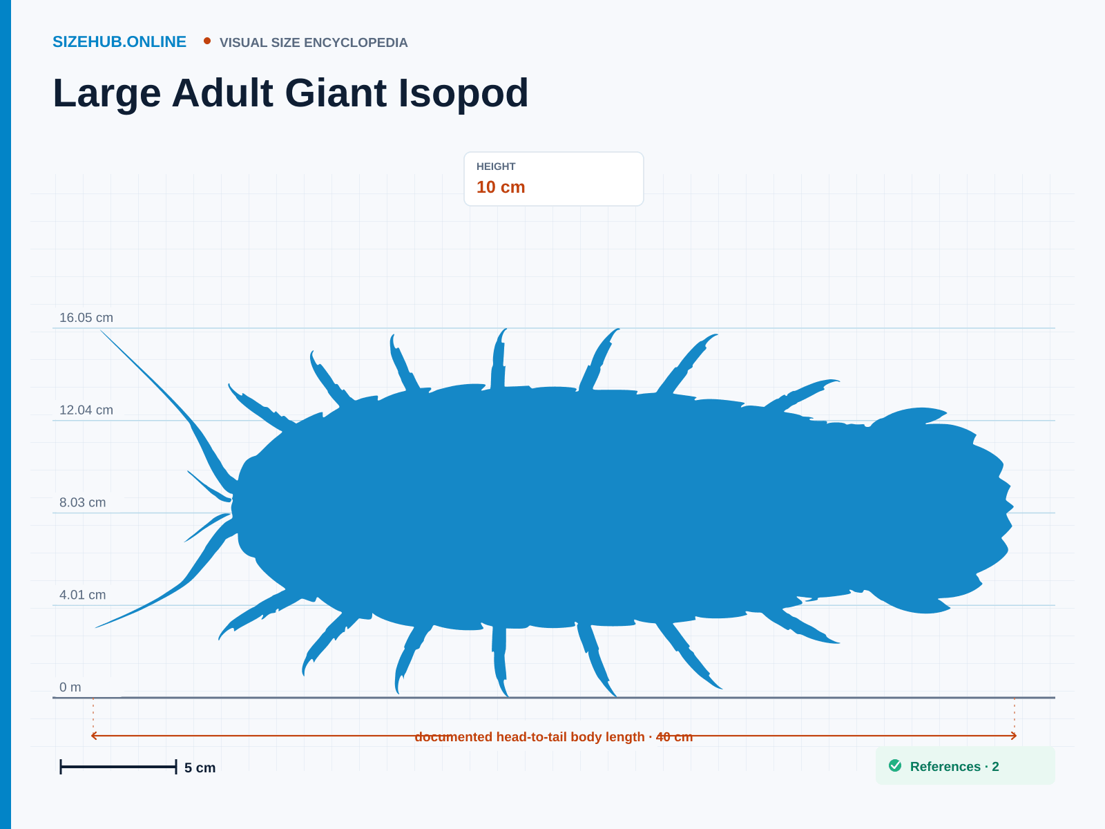 Large Adult Giant Isopod: Size infographic · Height 10 cm · Length 40 cm · Width 18 cm