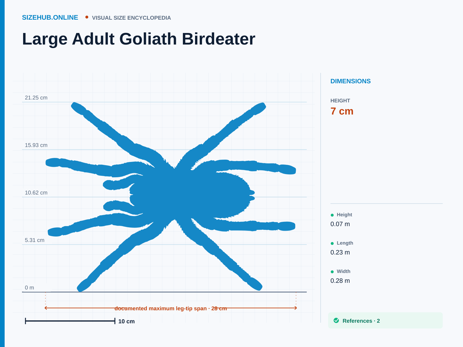 Large Adult Goliath Birdeater: Size infographic · Height 7 cm · Length 23 cm · Width 28 cm