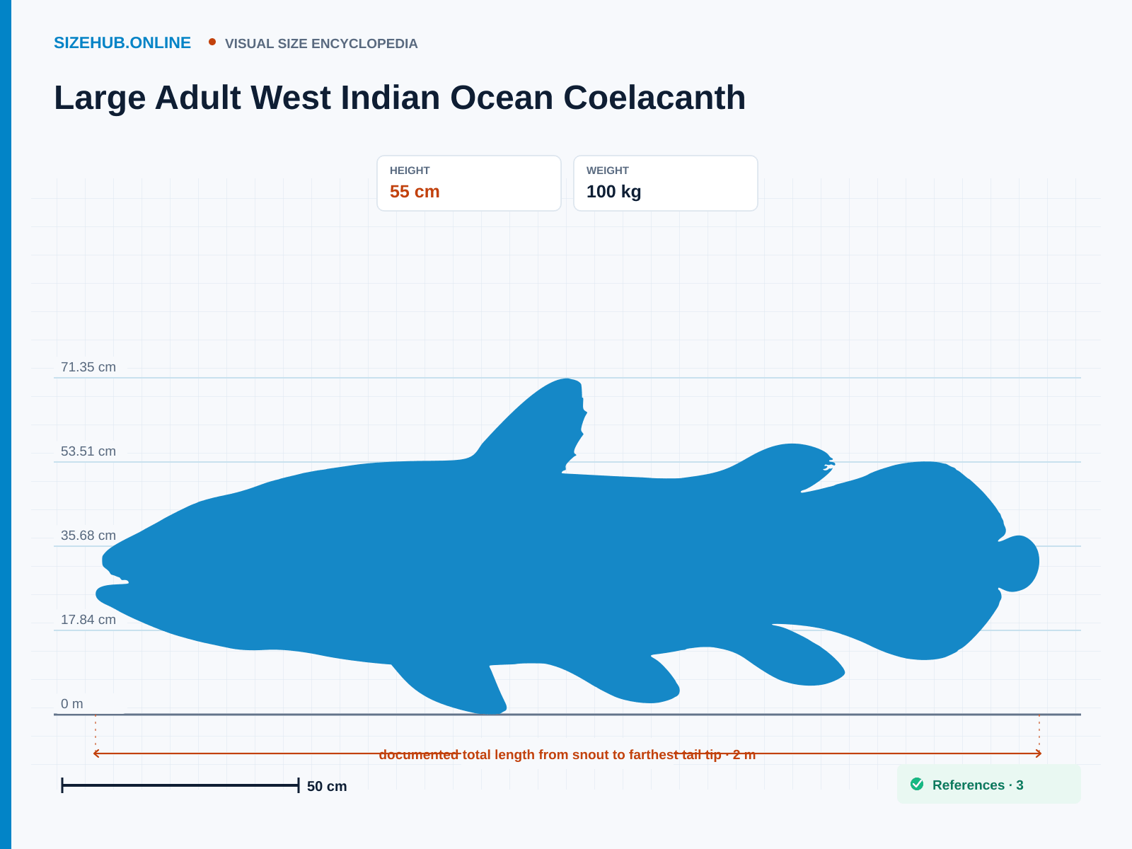 Large Adult West Indian Ocean Coelacanth: Size infographic · Height 55 cm · Length 2 m
