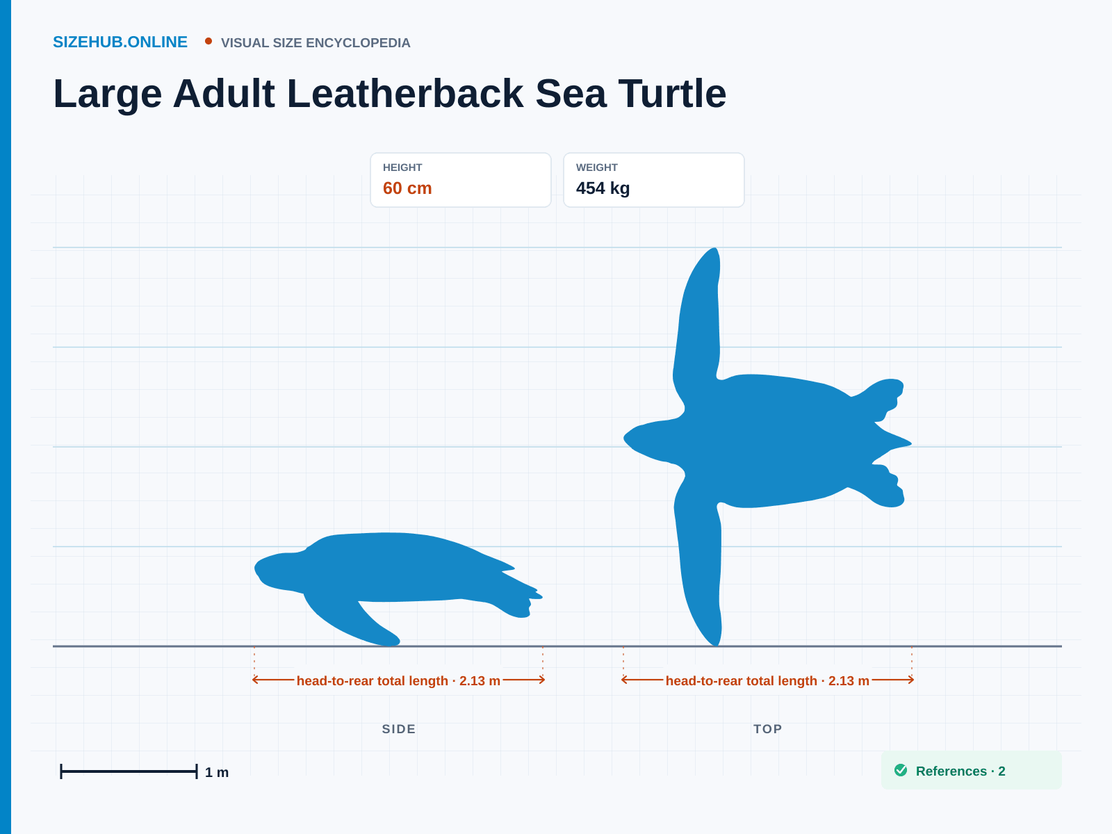 Large Adult Leatherback Sea Turtle: Size infographic · Height 60 cm · Length 2.13 m · Width 2.7 m
