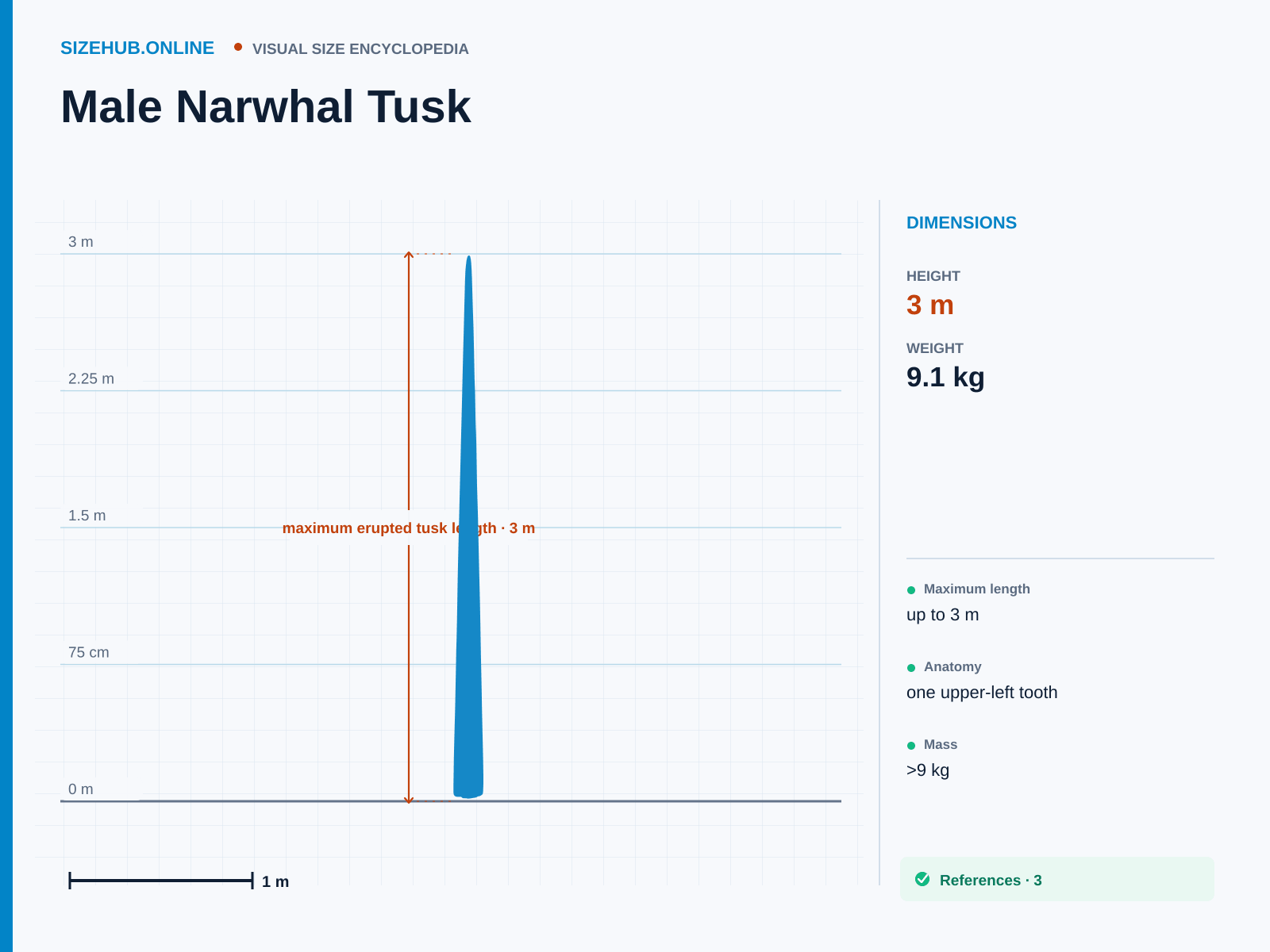 Male Narwhal Tusk: Size infographic · Height 3 m · Width 11 cm