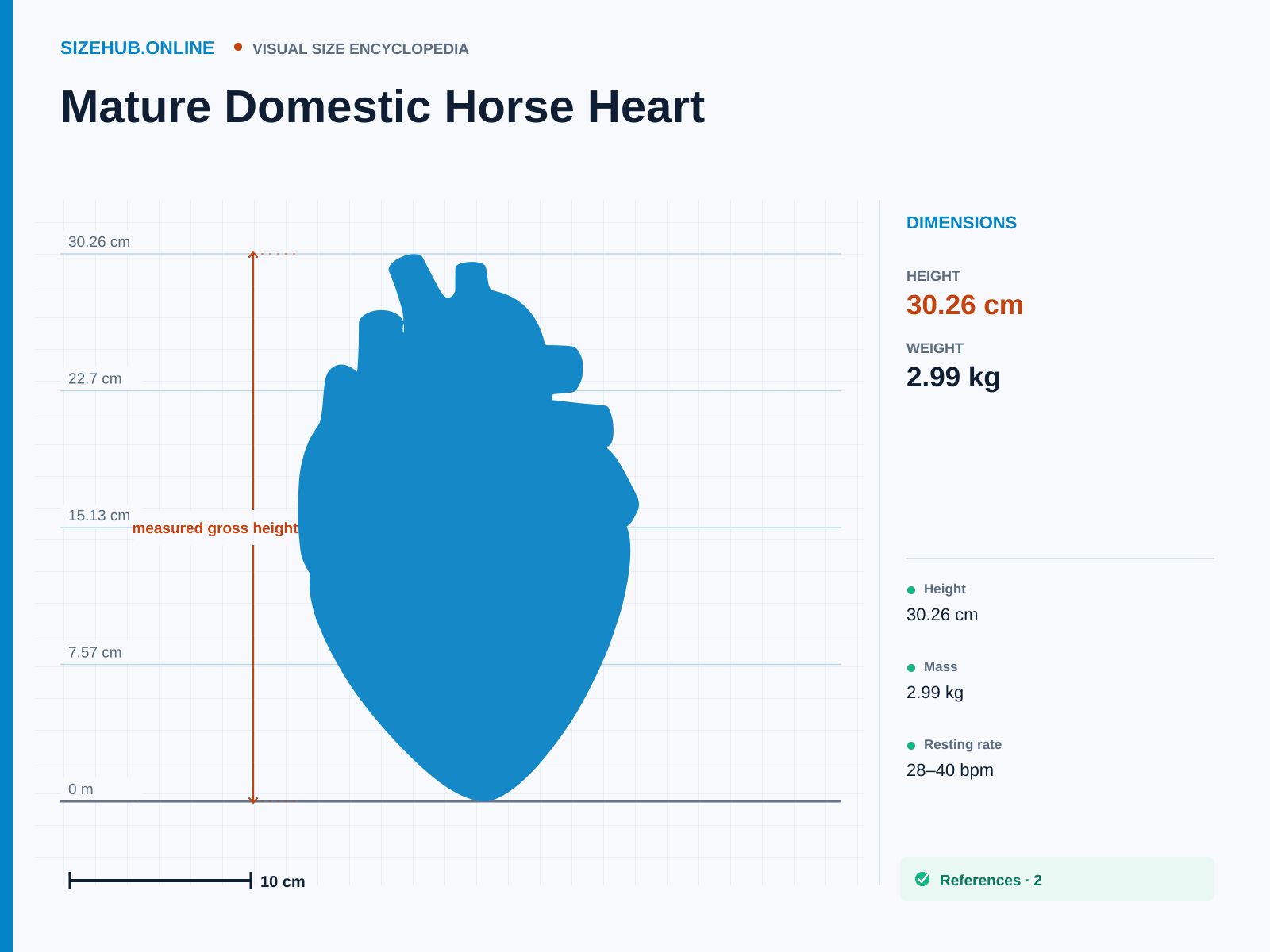 Mature Domestic Horse Heart: Size infographic · Height 30.26 cm · Length 12.84 cm · Width 20.52 cm