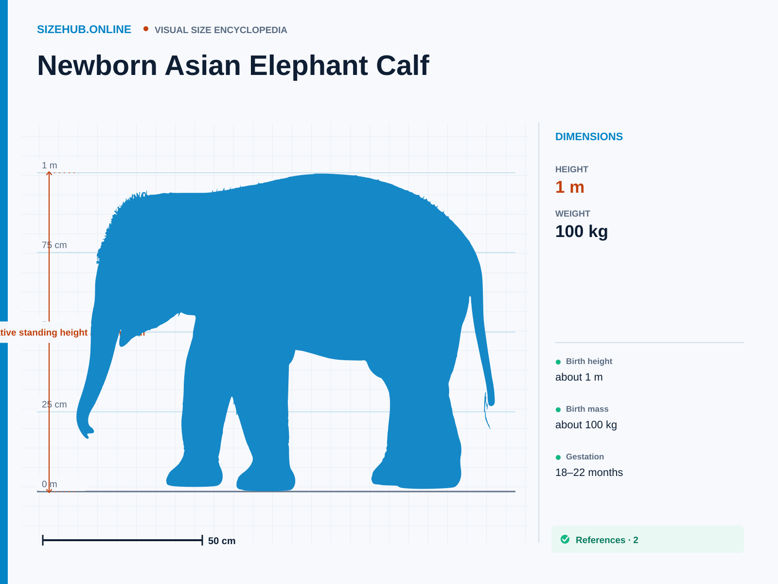 Newborn Asian Elephant Calf: Size infographic · Height 1 m · Length 1.35 m