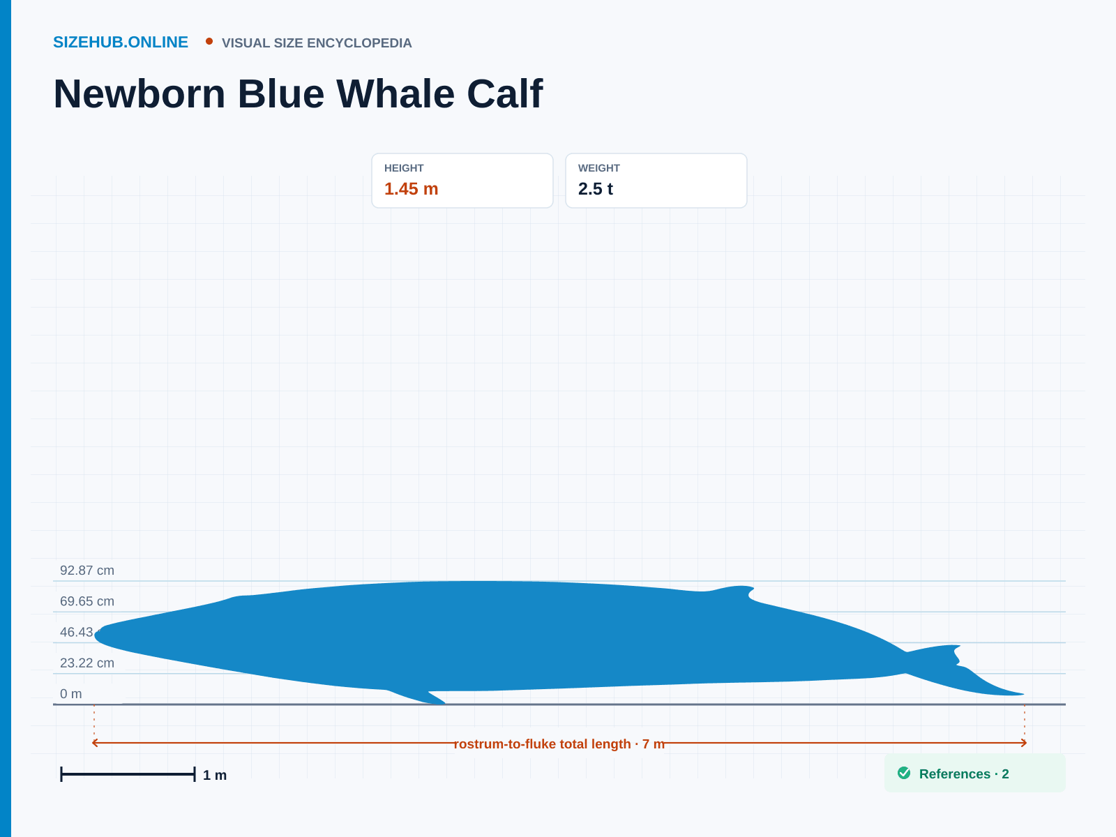 Newborn Blue Whale Calf: Size infographic · Height 1.45 m · Length 7 m
