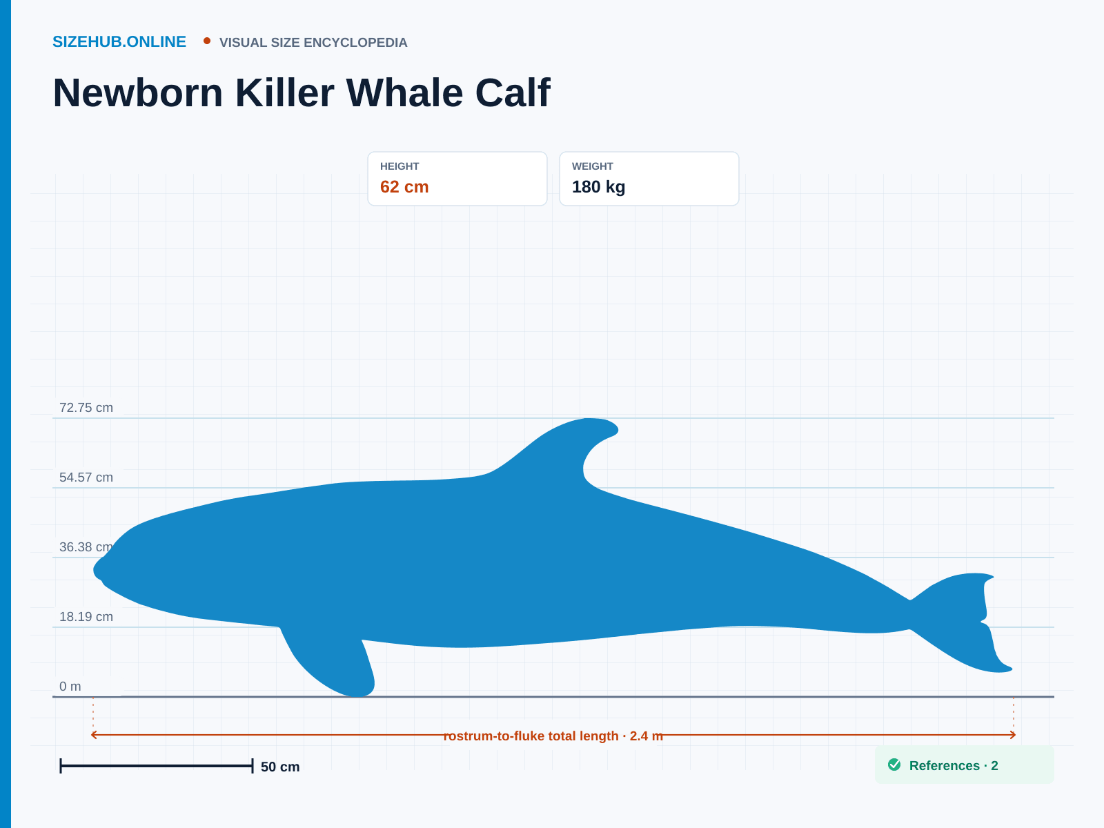 Newborn Killer Whale Calf: Size infographic · Height 62 cm · Length 2.4 m