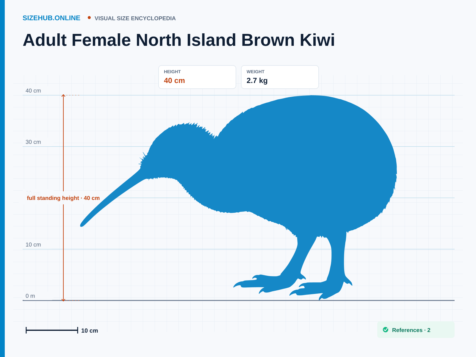 Adult Female North Island Brown Kiwi: Size infographic · Height 40 cm