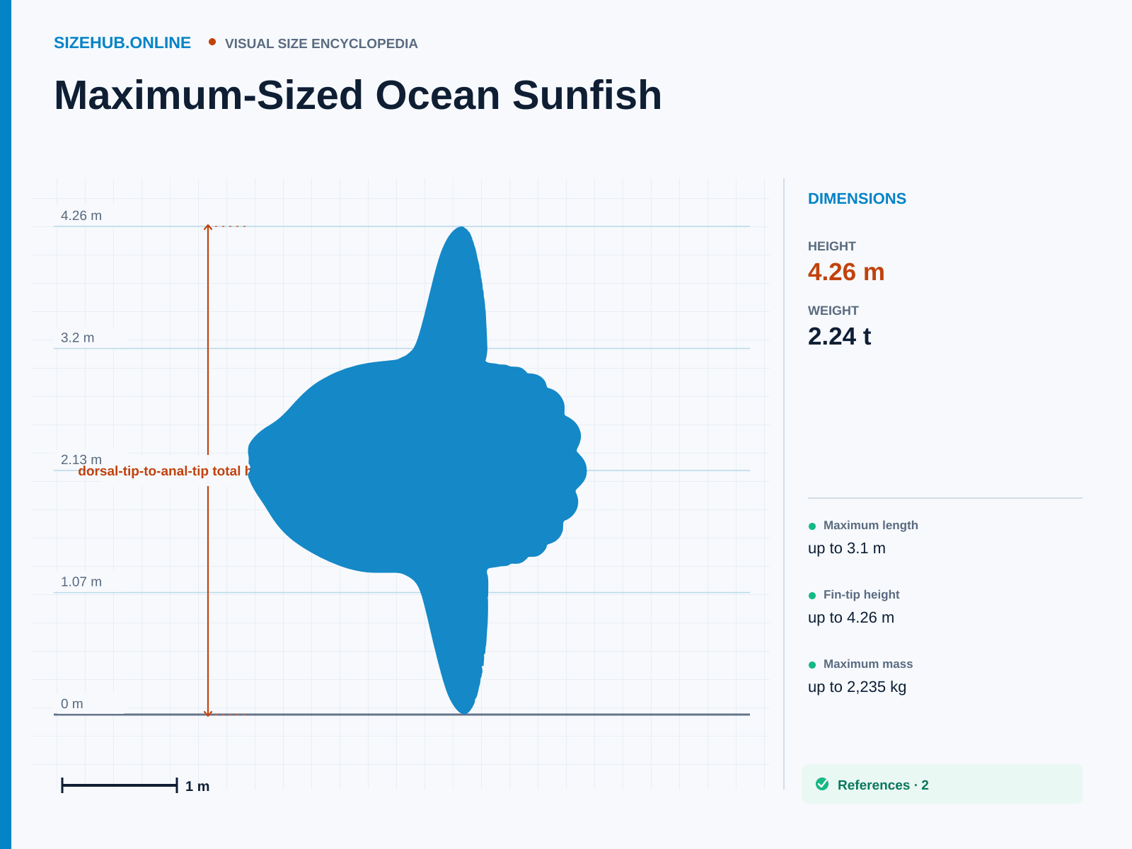 Maximum-Sized Ocean Sunfish: Size infographic · Height 4.26 m · Length 3.1 m
