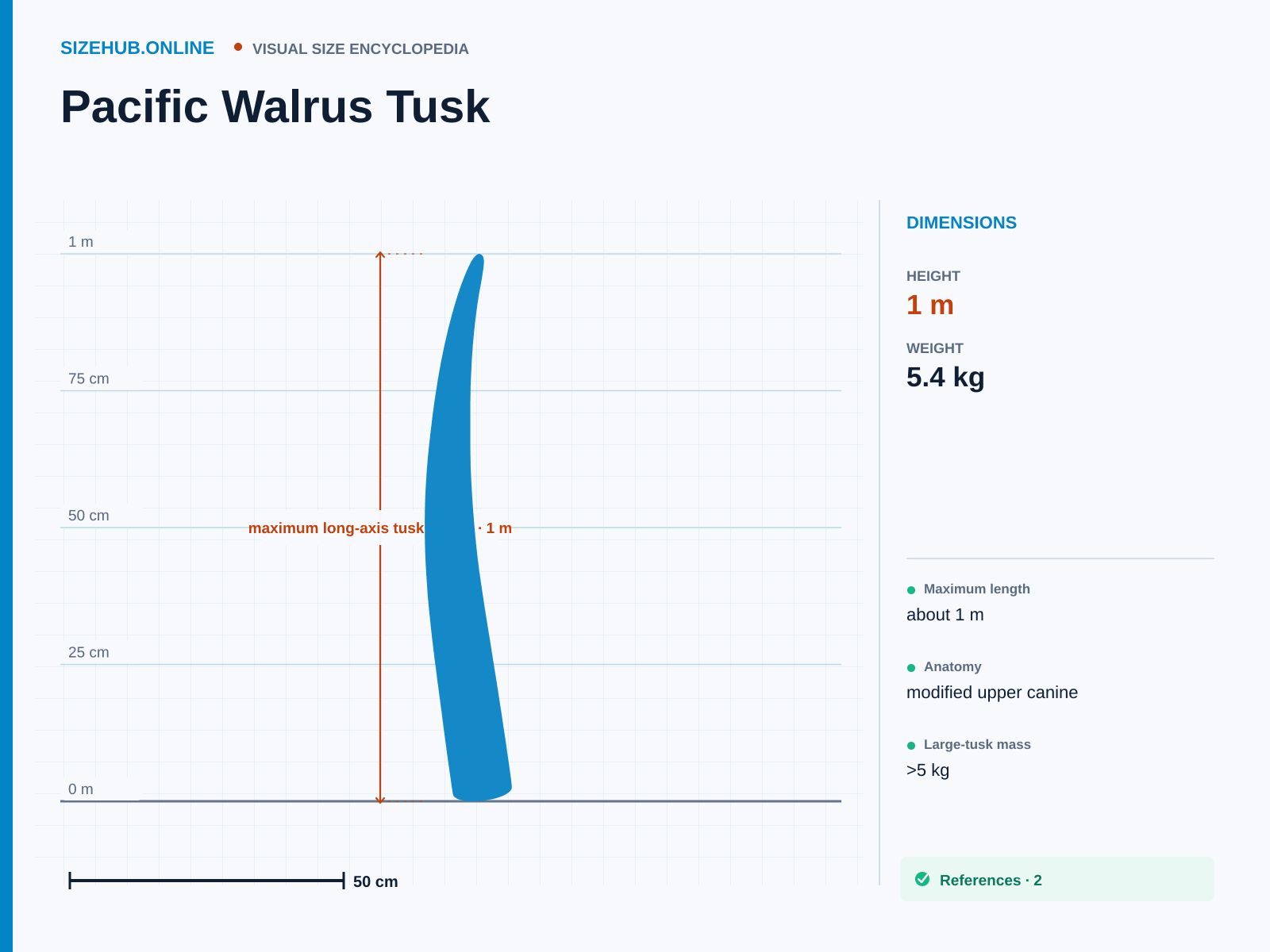 Pacific Walrus Tusk: Size infographic · Height 1 m · Width 9.5 cm
