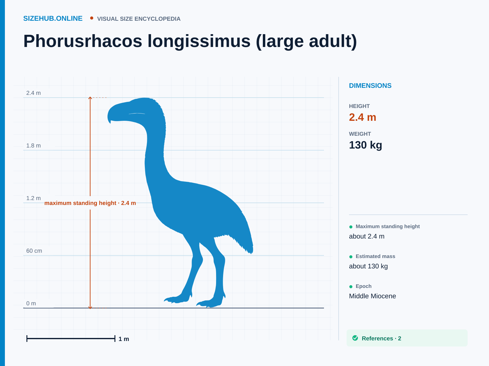 Phorusrhacos longissimus (large adult): Size infographic · Height 2.4 m