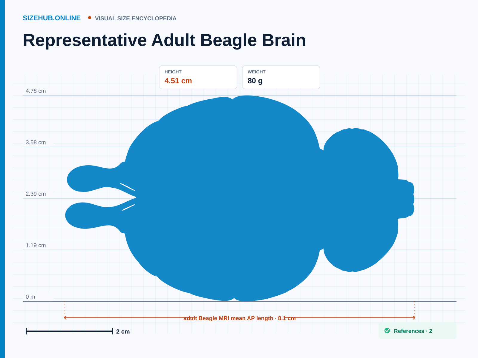 Representative Adult Beagle Brain: Size infographic · Height 4.51 cm · Length 8.1 cm · Width 5.57 cm