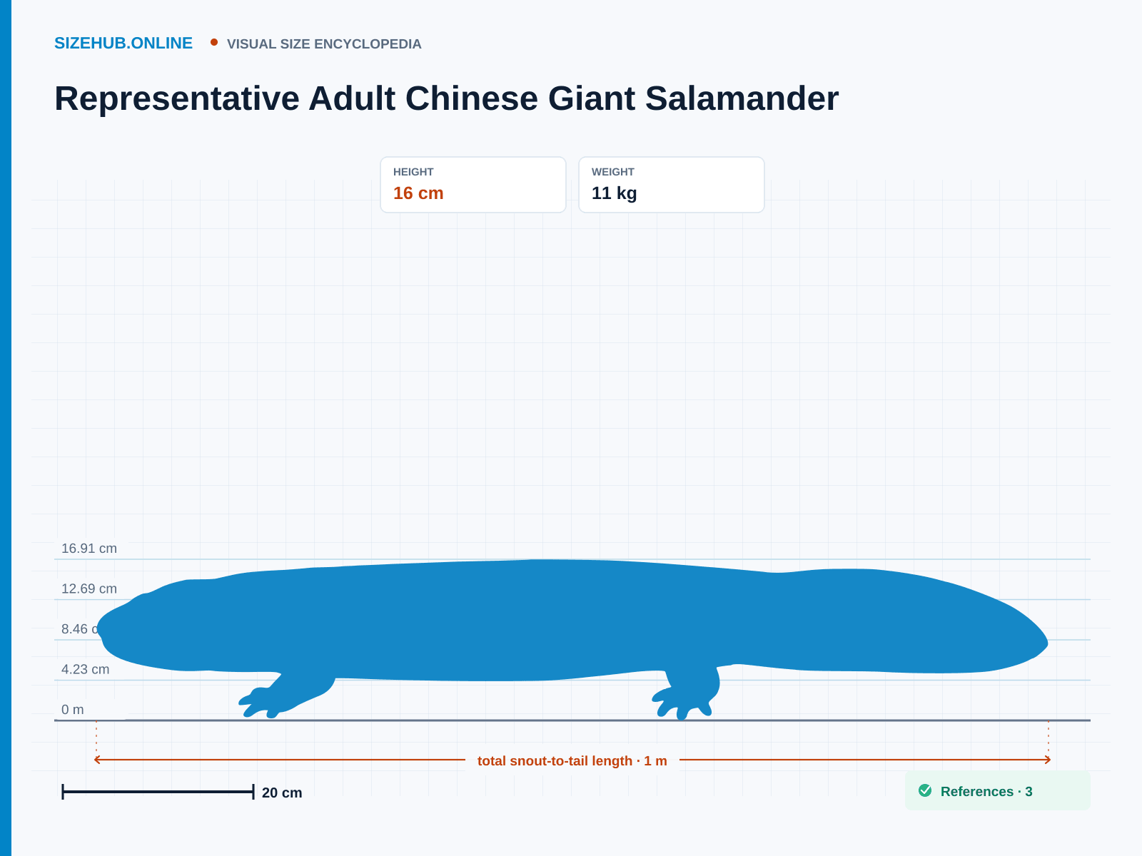 Representative Adult Chinese Giant Salamander: Size infographic · Height 16 cm · Length 1 m · Width 22 cm