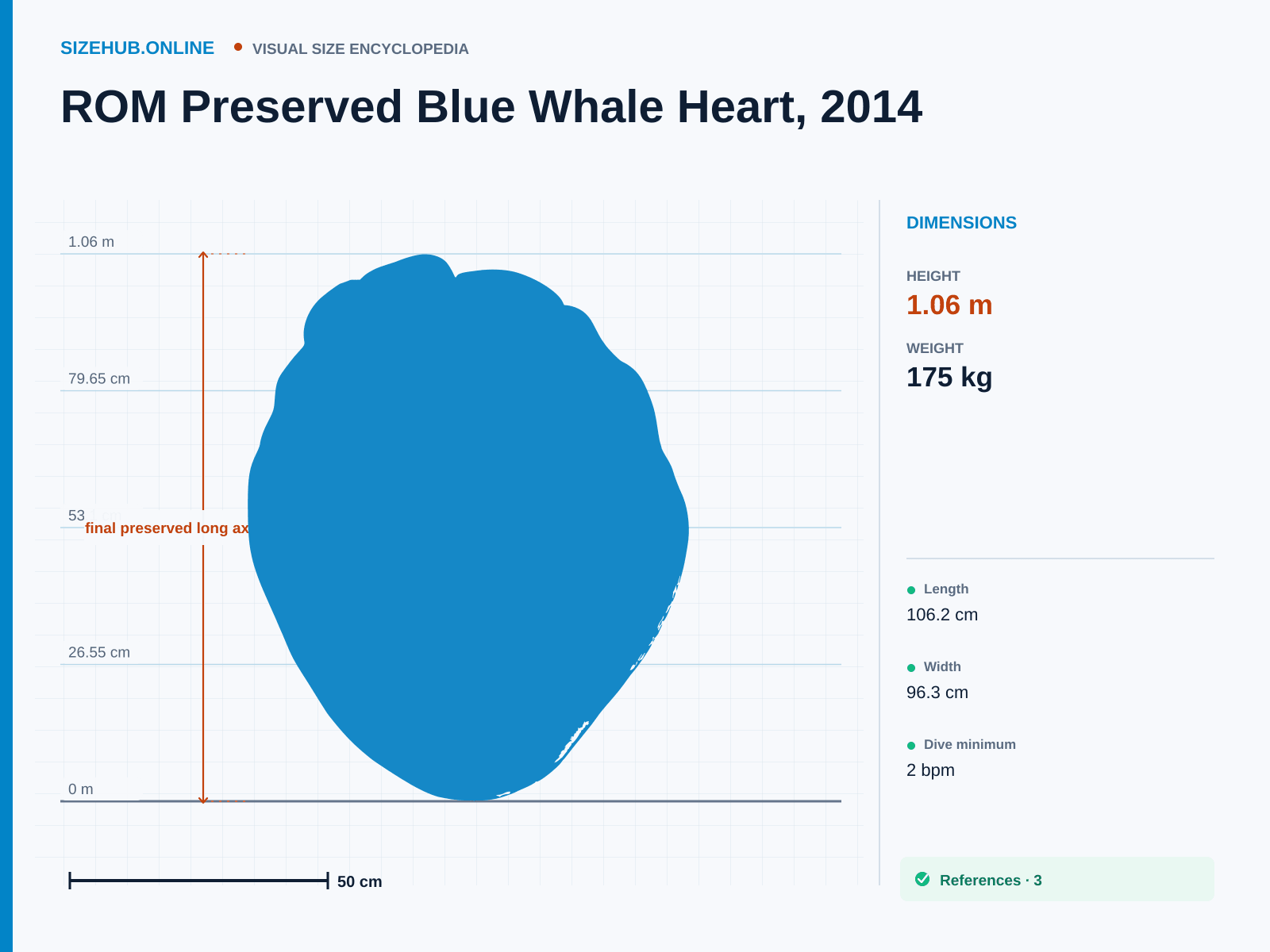 ROM Preserved Blue Whale Heart, 2014: Size infographic · Height 1.06 m · Width 96.3 cm