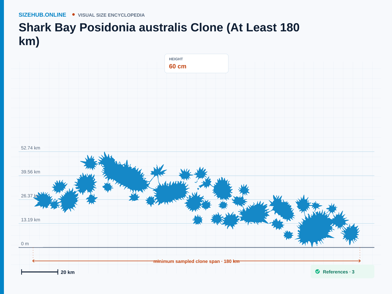 Shark Bay Posidonia australis Clone (At Least 180 km): Size infographic · Height 60 cm · Length 180 km