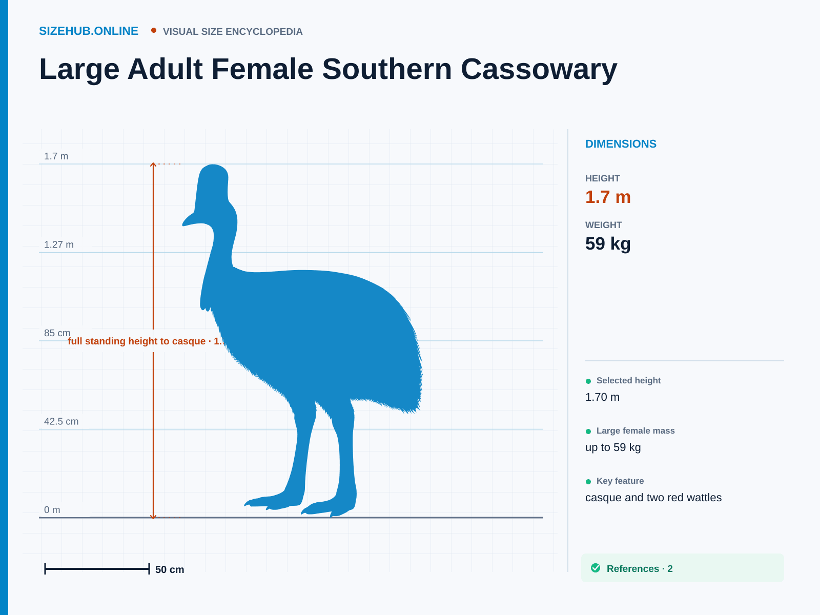 Large Adult Female Southern Cassowary: Size infographic · Height 1.7 m