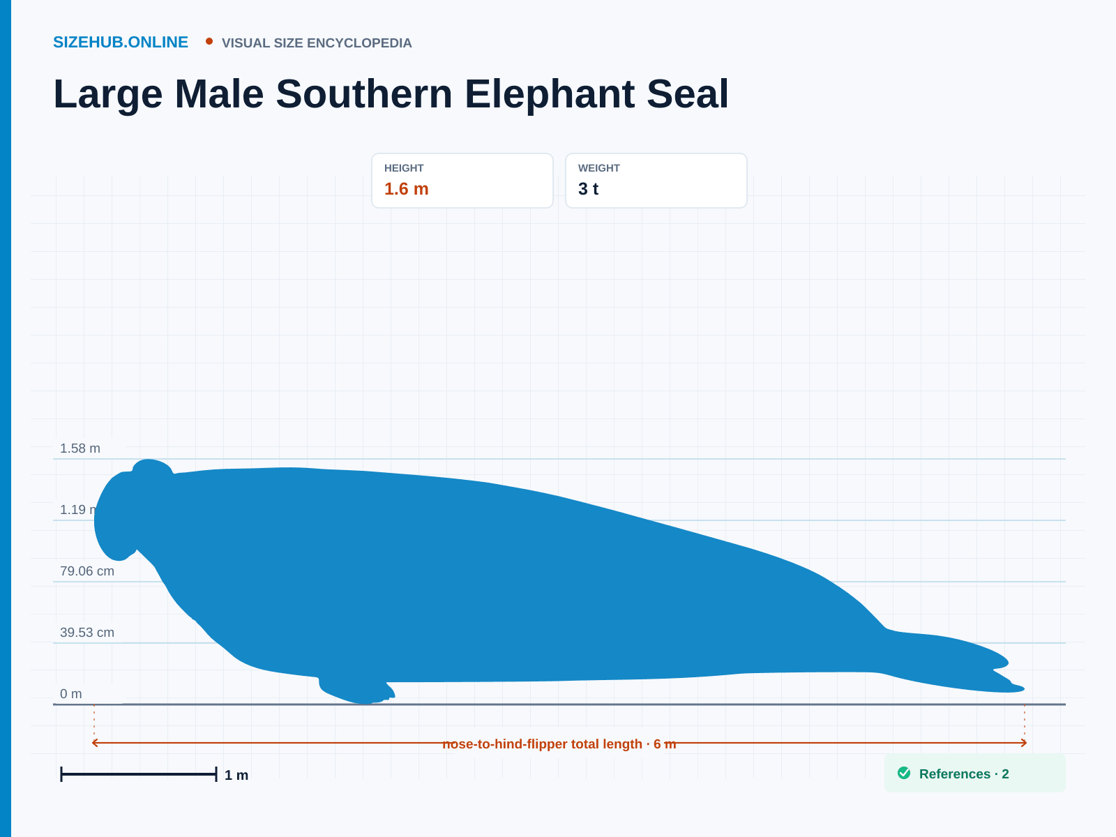 Large Male Southern Elephant Seal: Size infographic · Height 1.6 m · Length 6 m
