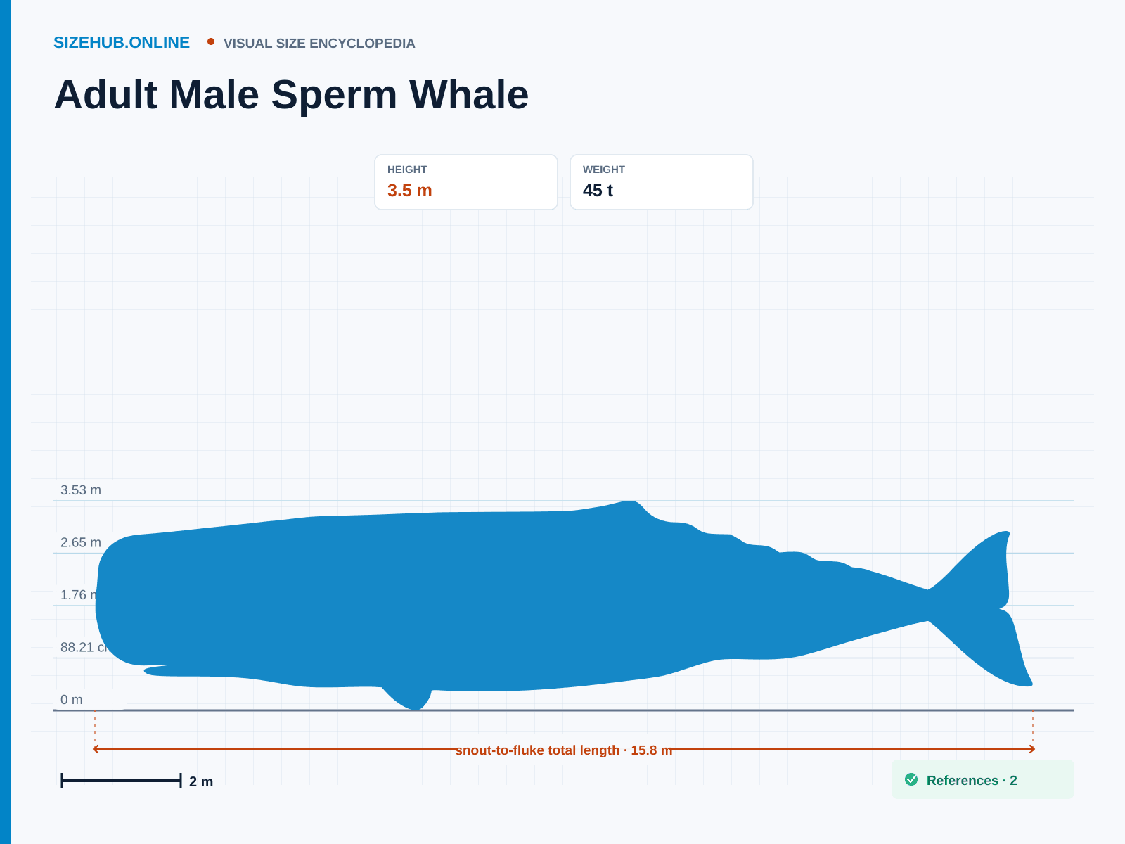 Adult Male Sperm Whale: Size infographic · Height 3.5 m · Length 15.8 m