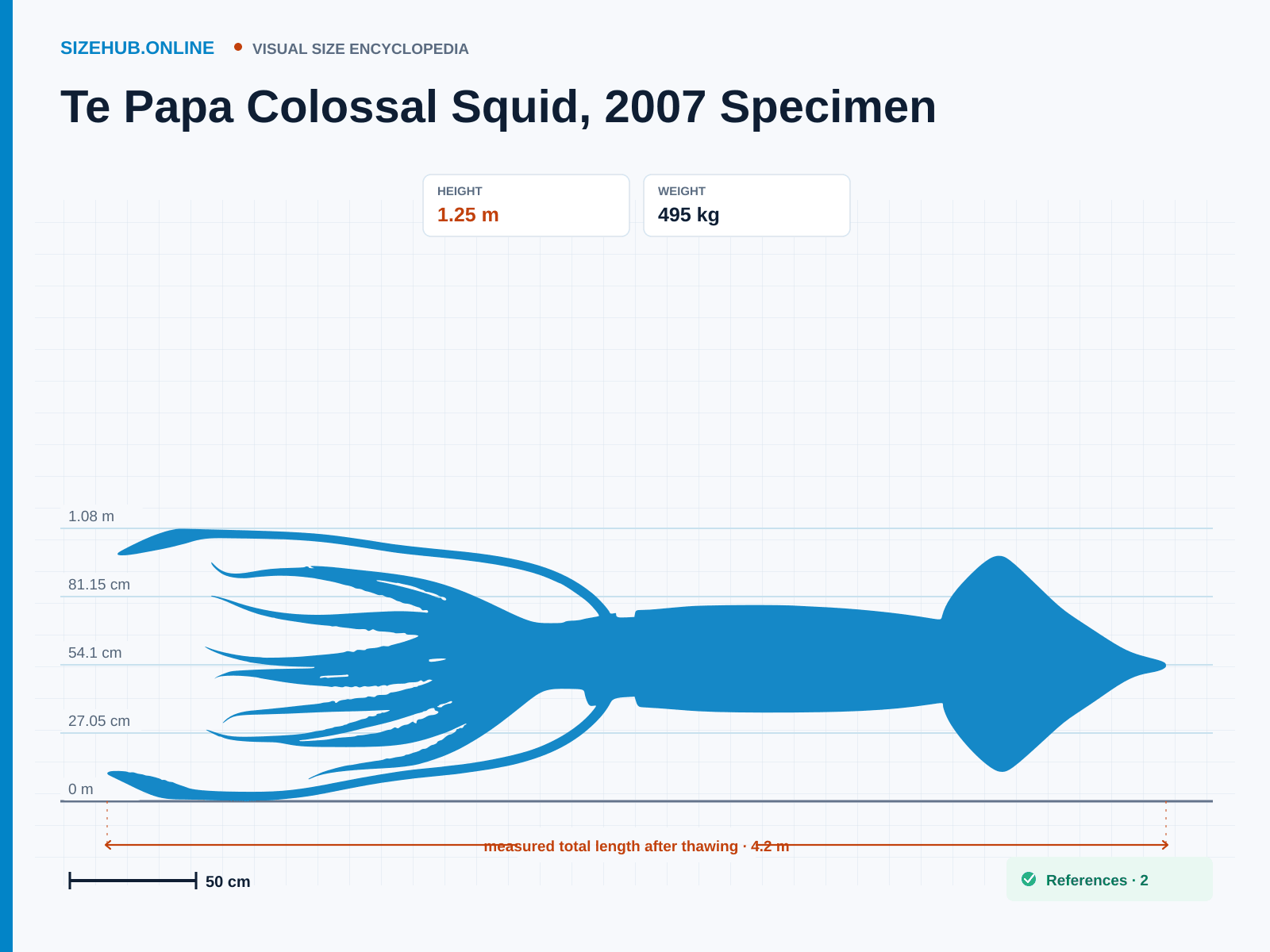 Te Papa Colossal Squid, 2007 Specimen: Size infographic · Height 1.25 m · Length 4.2 m · Width 1.1 m