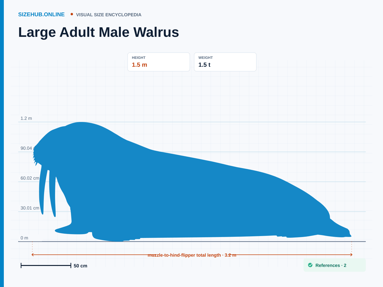 Large Adult Male Walrus: Size infographic · Height 1.5 m · Length 3.2 m