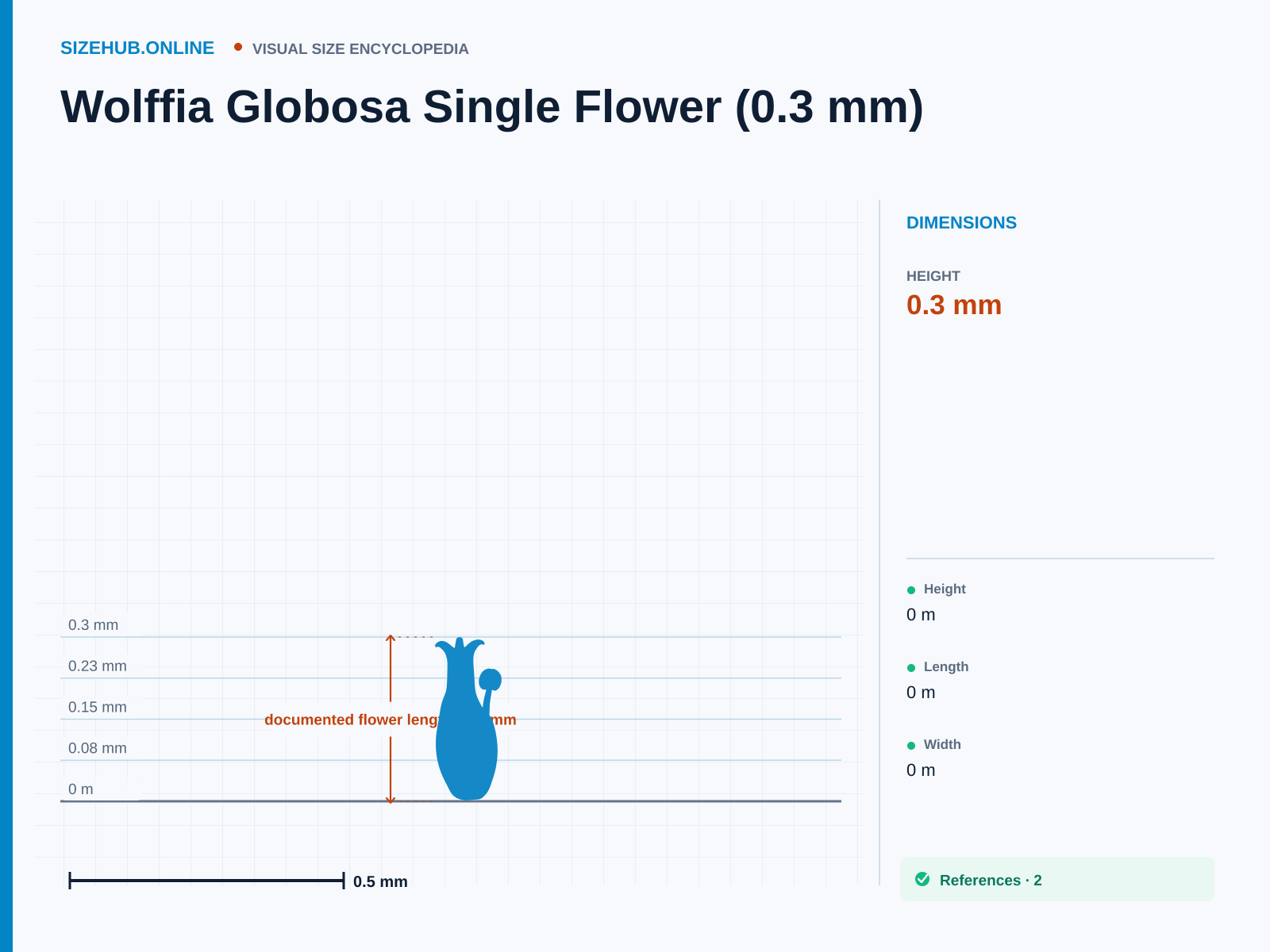 Wolffia Globosa Single Flower (0.3 mm): Size infographic · Height 0.3 mm · Length 0.3 mm · Width 0.3 mm